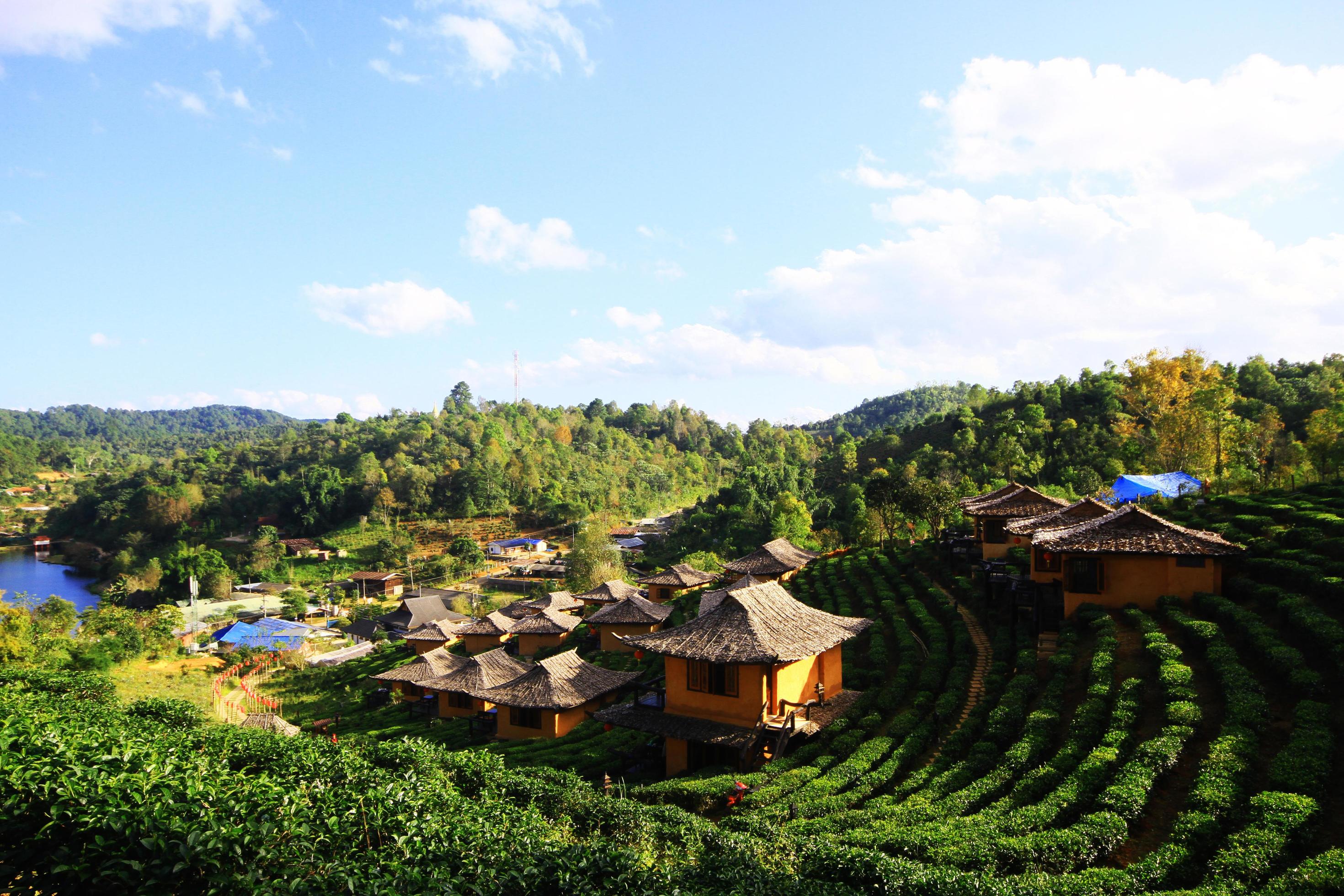 Beautiful landscape Tea Plantation on the mountain of Lee Wine Ruk Thai Resort, Thailand Stock Free