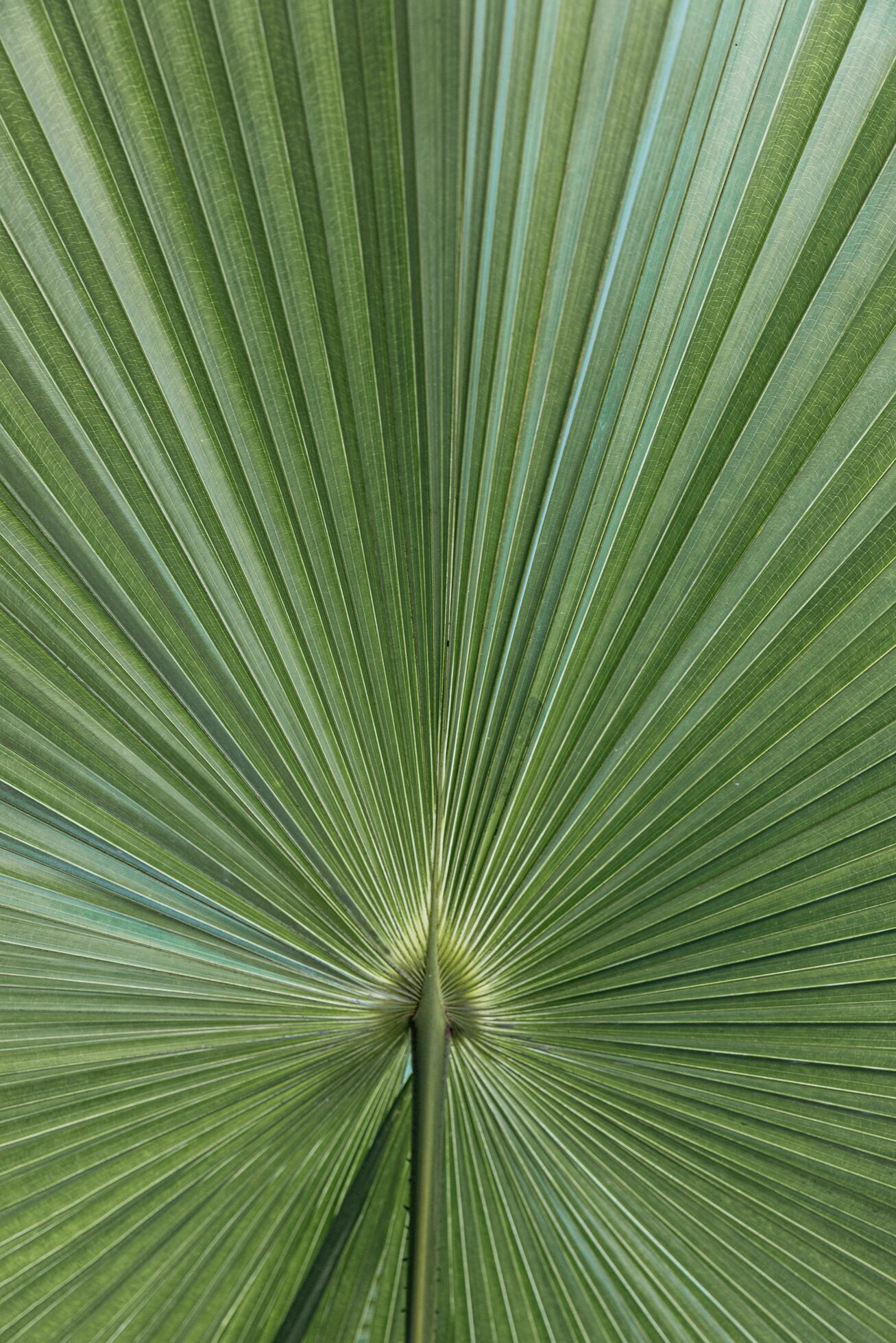 Beautiful Imperfect natural texture of plam leaf Stock Free