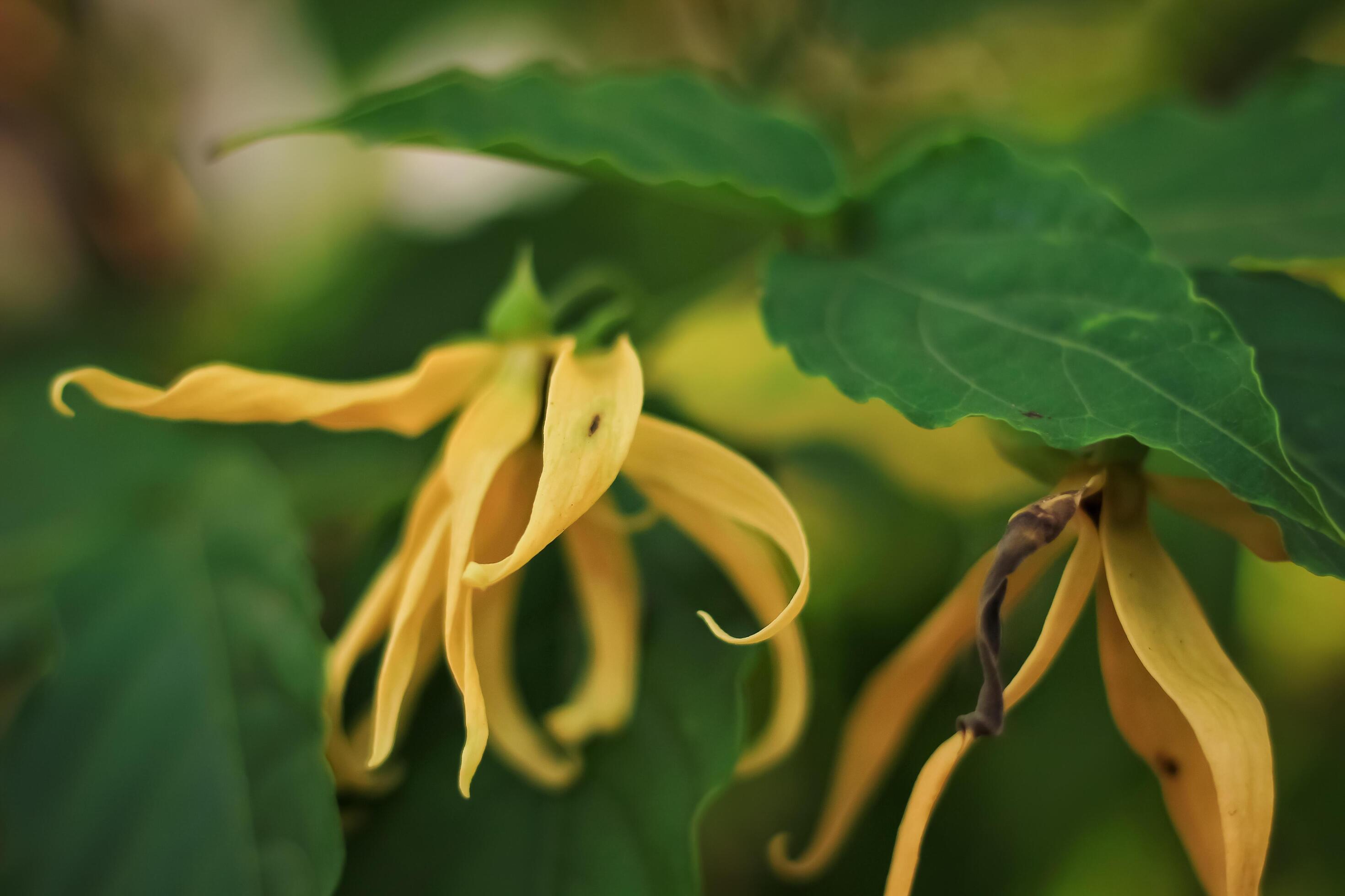 Cananga odorata from annonaceae family. Cananga odorata flower have yelow color. cananga flower growth in the summer. cananga bloom in the garden Stock Free