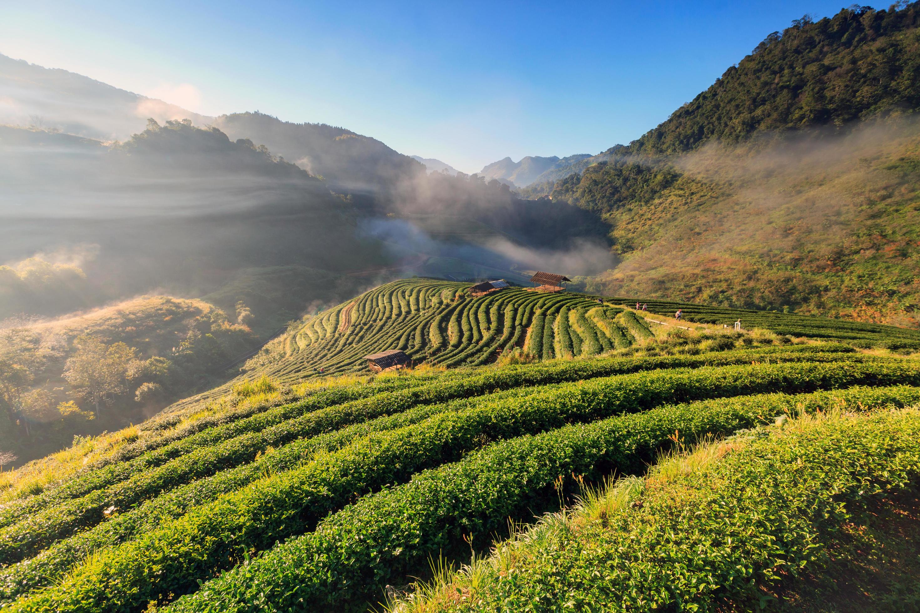 Fog in morning sunrise in tea plantation and hut at Doi Ang Khang, Chiang Mai, Thailand Stock Free