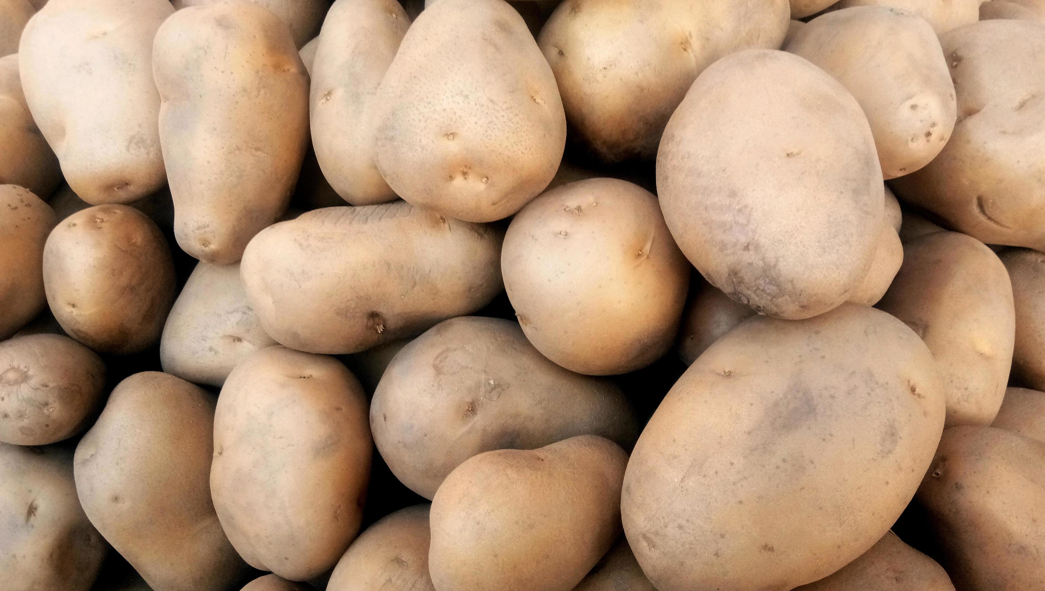 Fresh organic young potatoes sold on market. potatoes raw vegetables food pattern in market. Stock Free