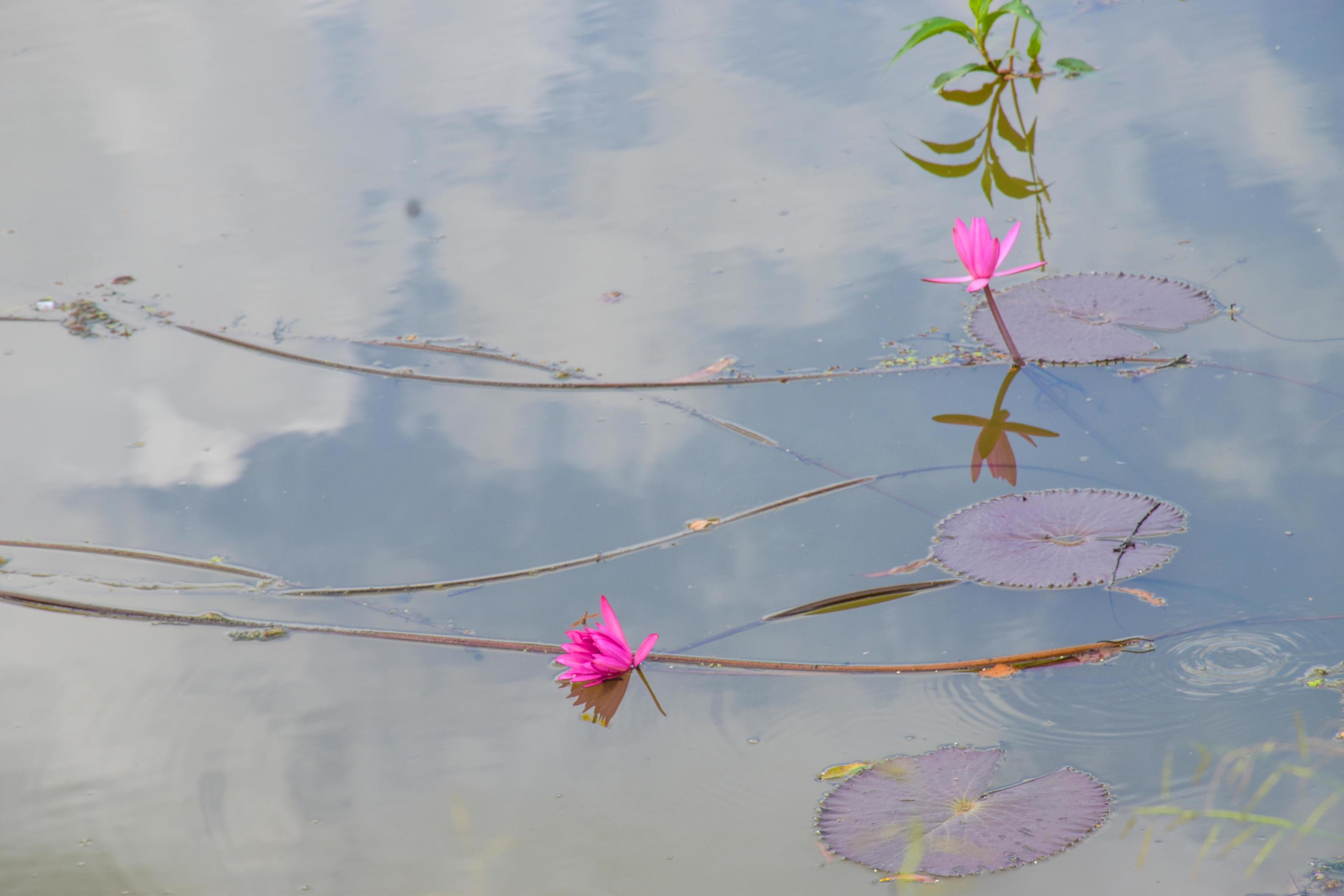 pink lotus flower in water and corner beauty leaves natur Stock Free