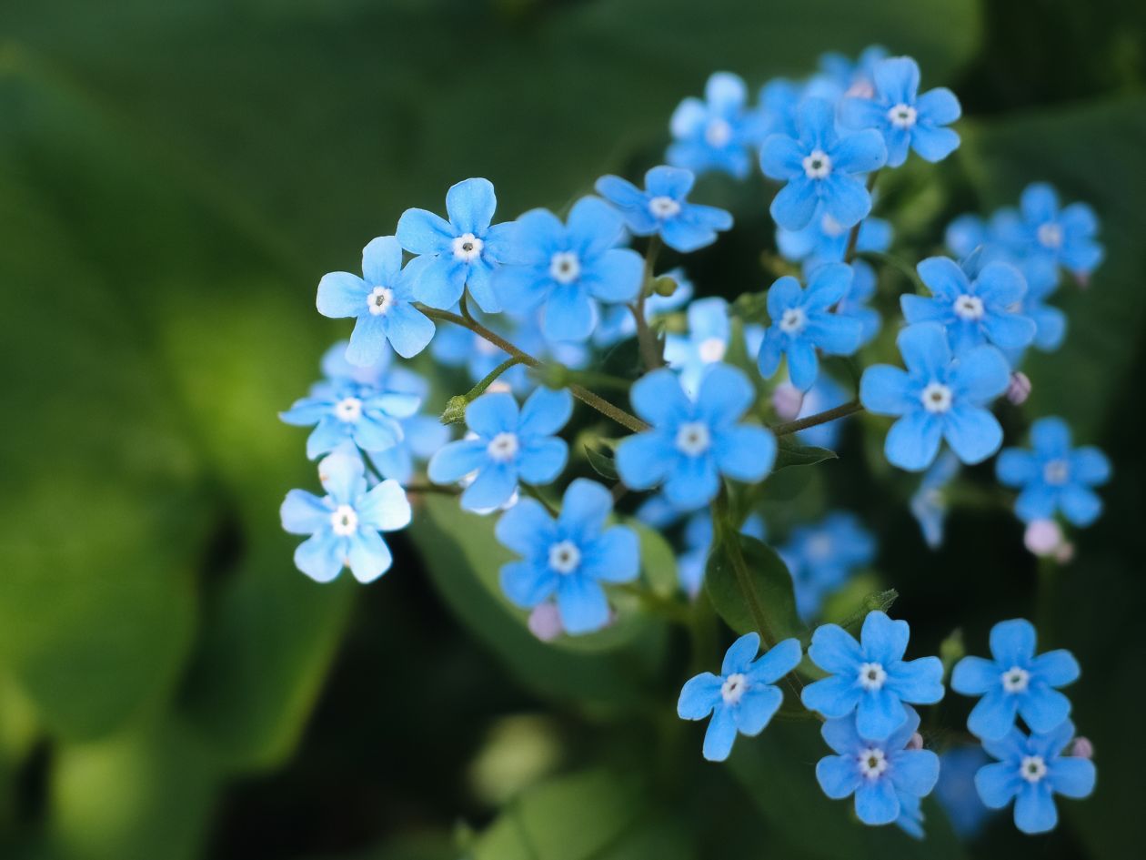 Blue Flowers Stock Free