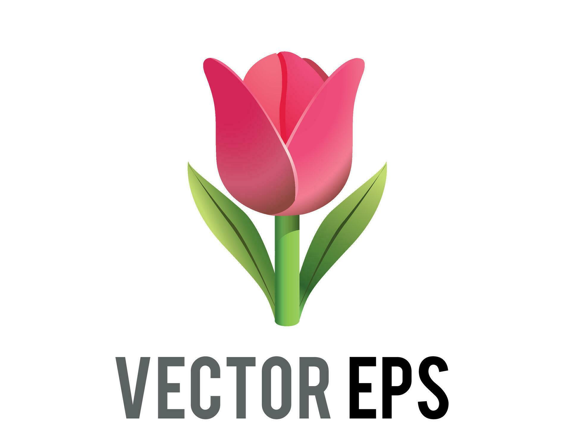 Vector pink tulip flower icon with green stem and leaves Stock Free