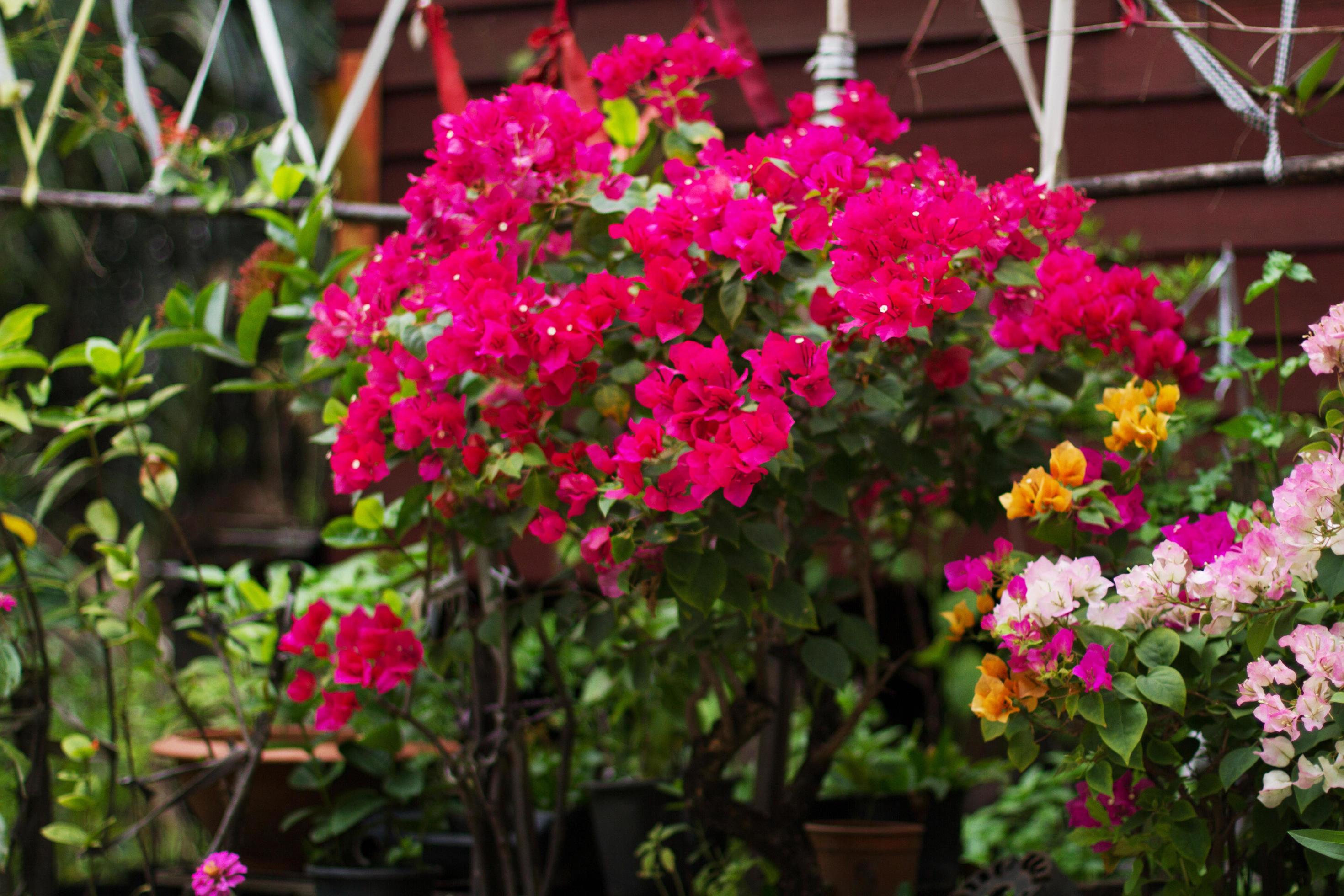 Beautiful pink bougainville flowers blooming with on sunsise in the garden Stock Free