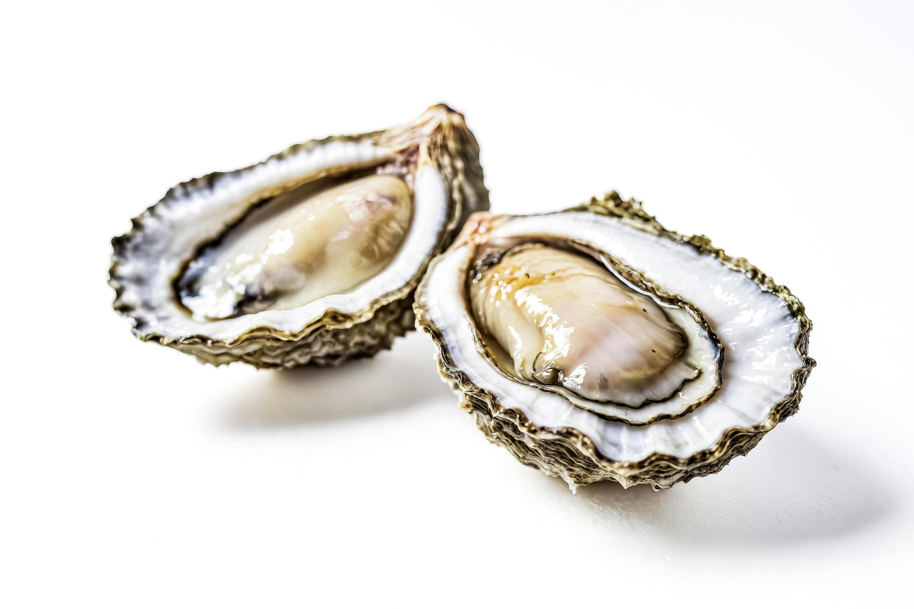 Fresh Oysters on White Background Stock Free