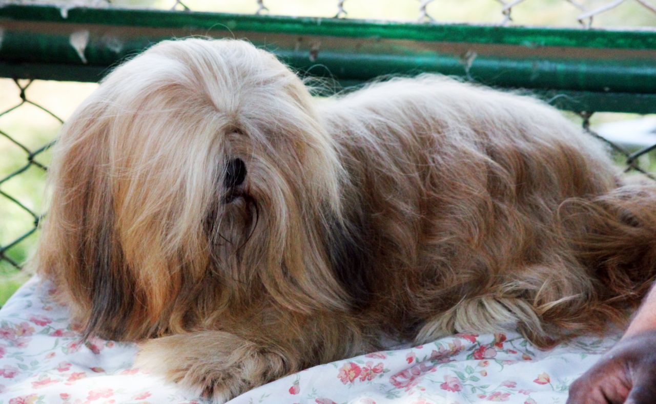 Lhasa Apso 9 Stock Free