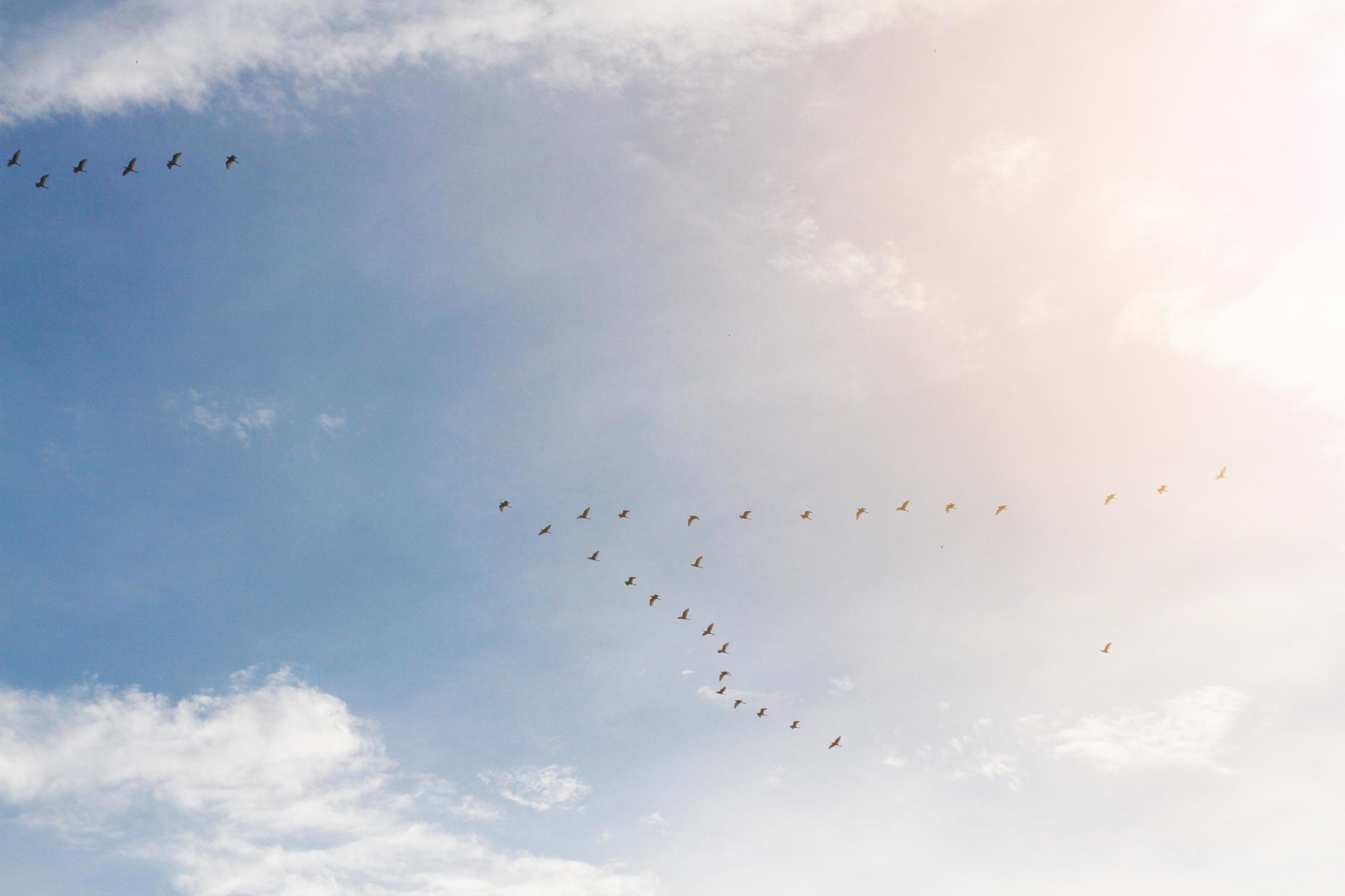 Flocks of bird flying on blue sky with sunlight and sunset Stock Free