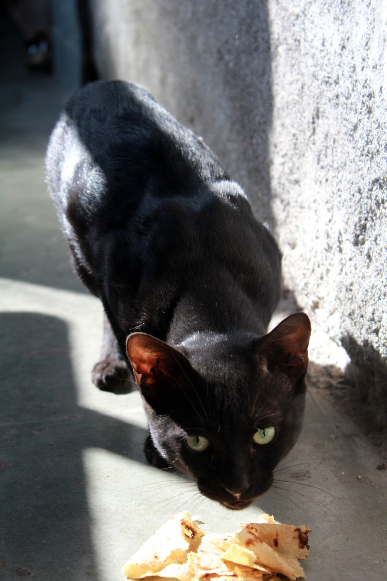 Black Cat Eating Stock Free