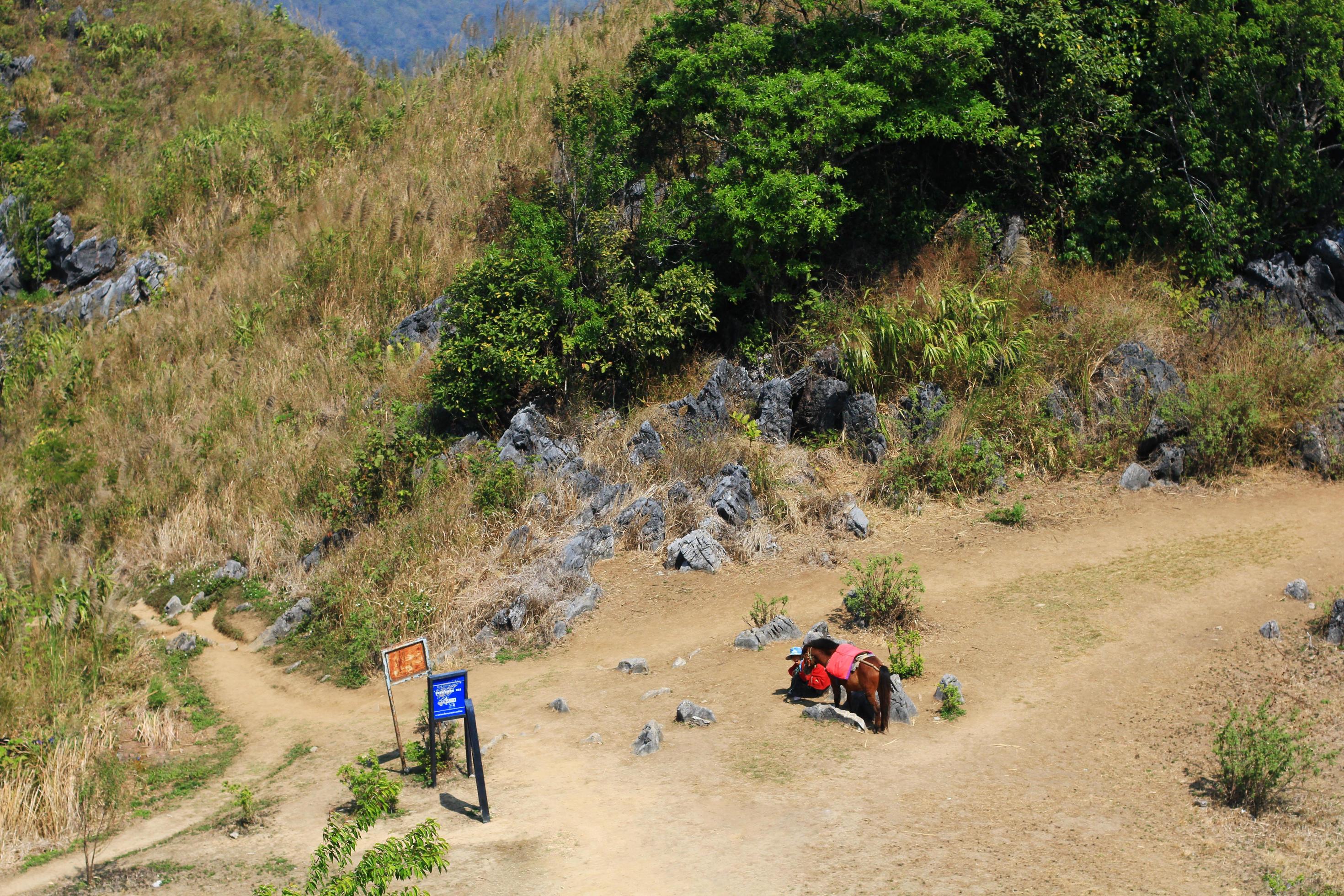 Shepherd is Tribal and brown horse sitting and relax on Doi Pha Tang mountain. Stock Free