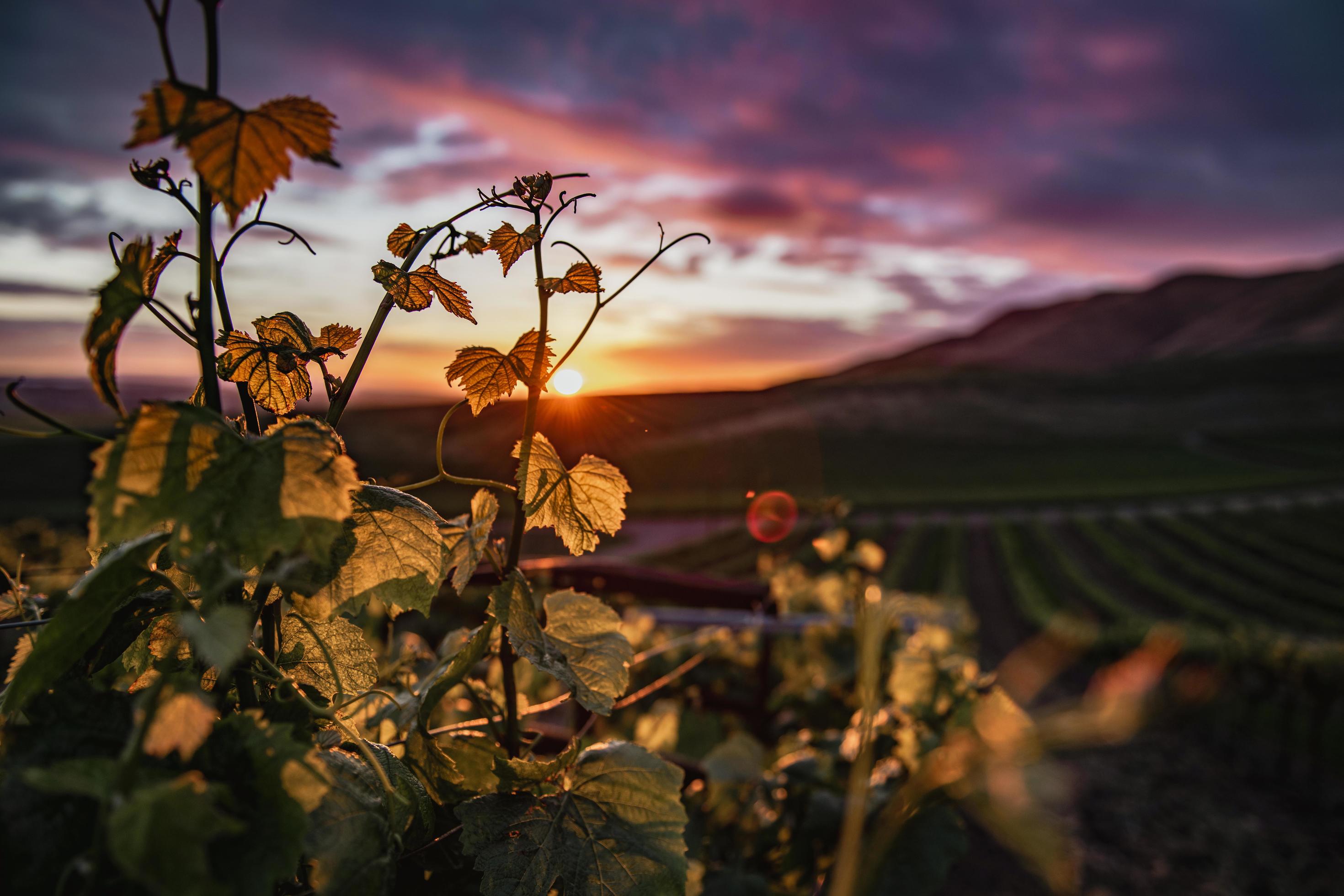 Close-up of leaves in vineyard at sunset Stock Free