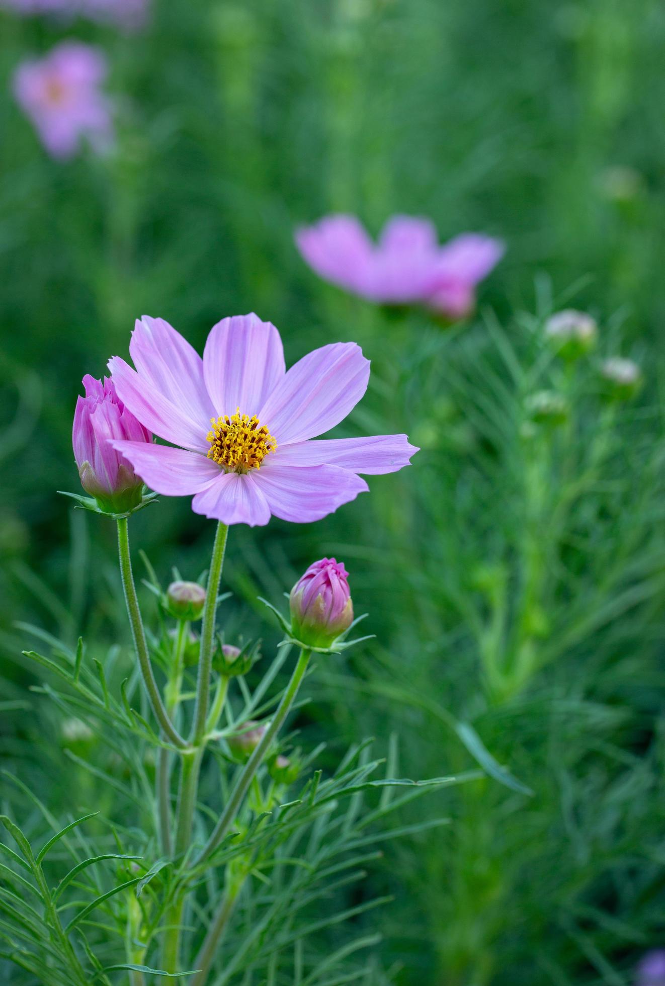 Pink Cosmos Flowers in the Garden Stock Free