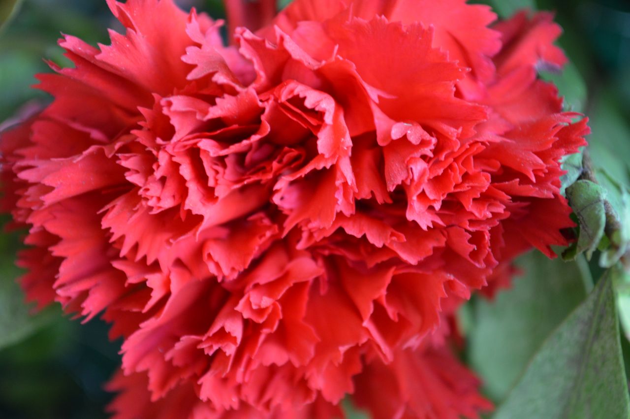 Red Carnation Stock Free