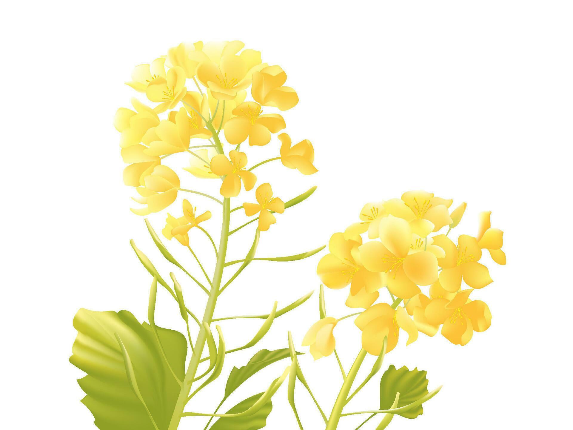 Vector hand painted spring rapeseed flowers Stock Free