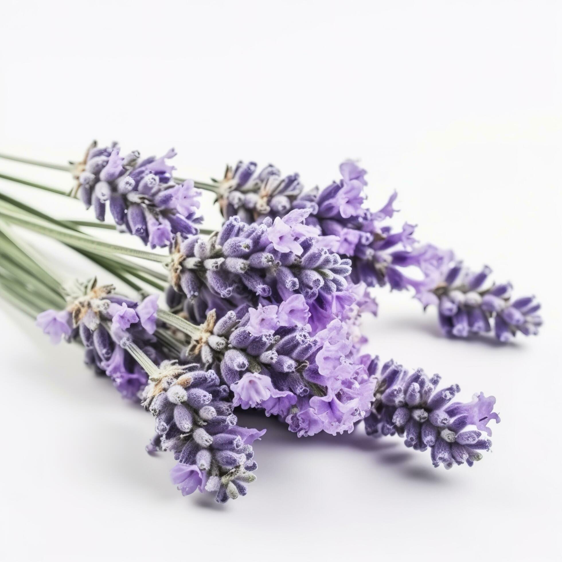 Beautiful lavender flowers on white background, generate ai Stock Free