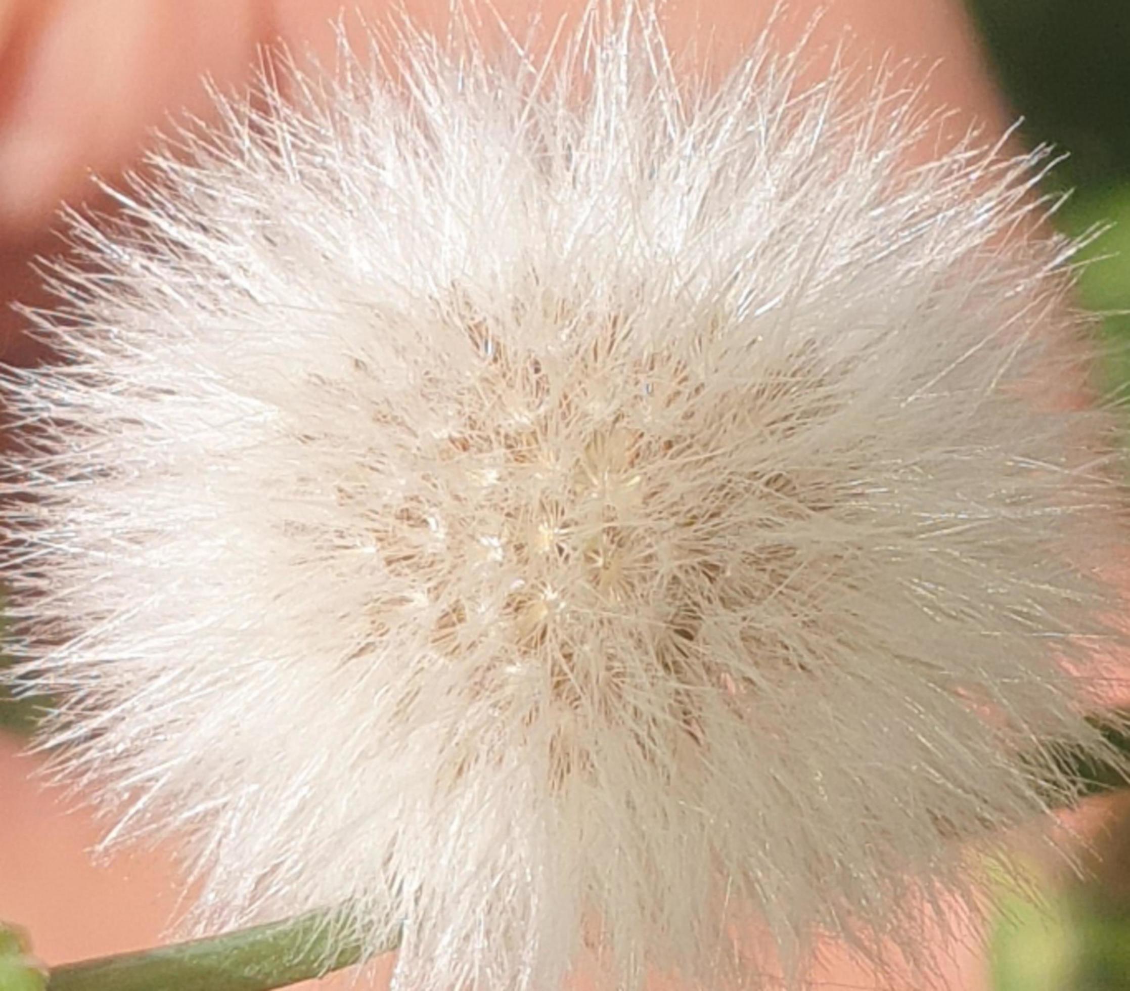 puffy white flower Stock Free