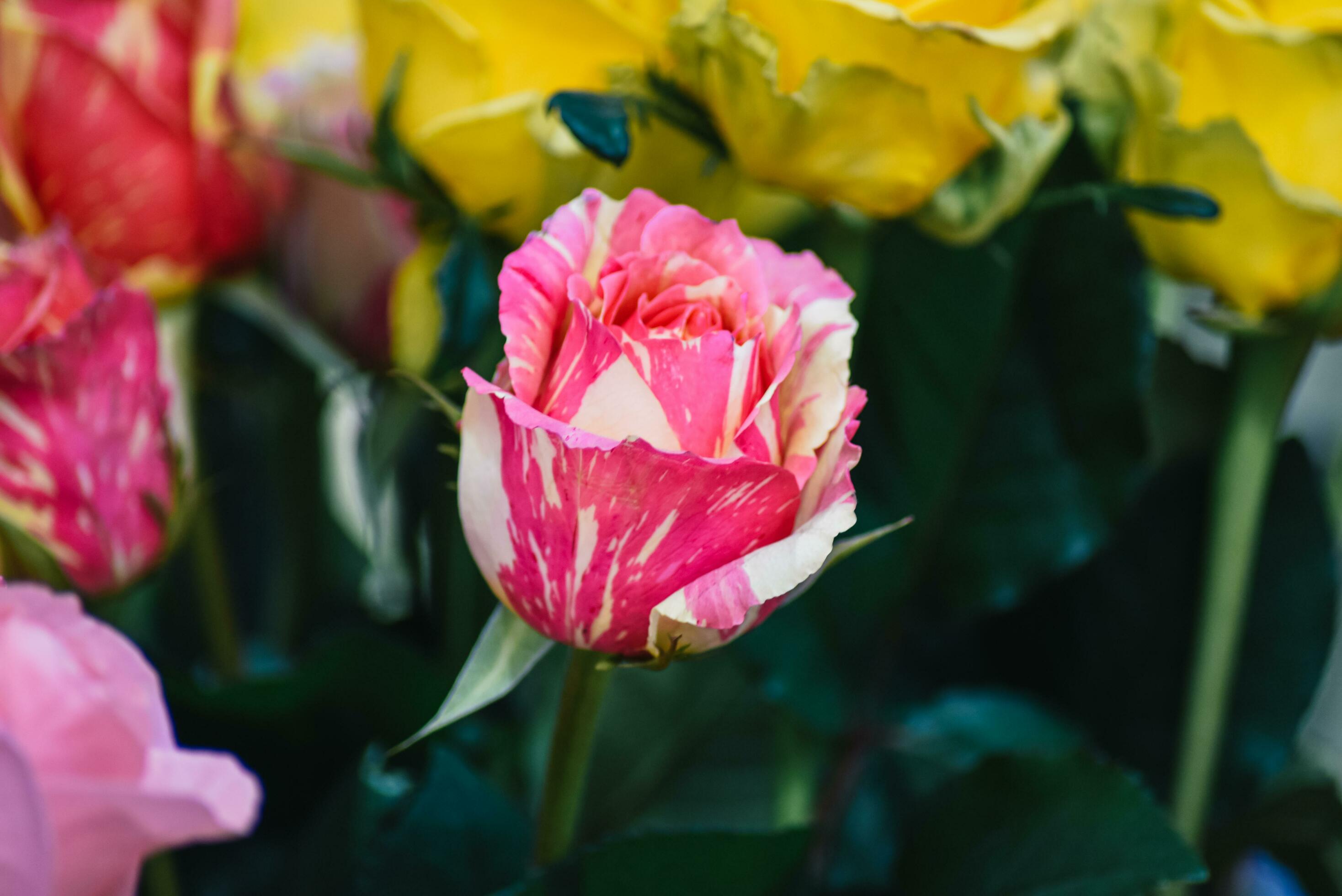 The backdrop of the colorful flowers Stock Free