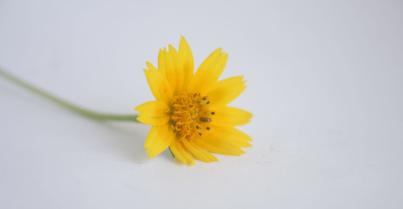 Yellow Flower Stock Free