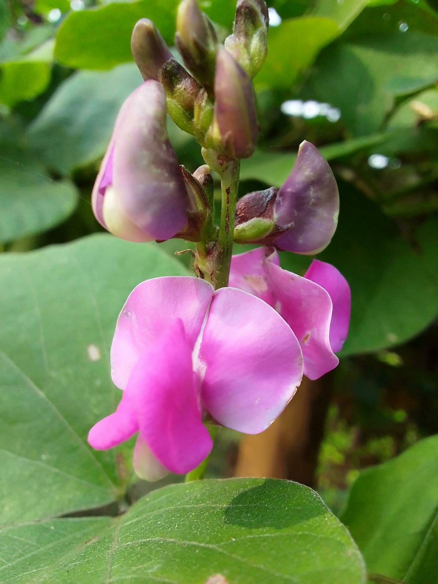 Hyacinth bean, beauty flower, beauty nature Stock Free