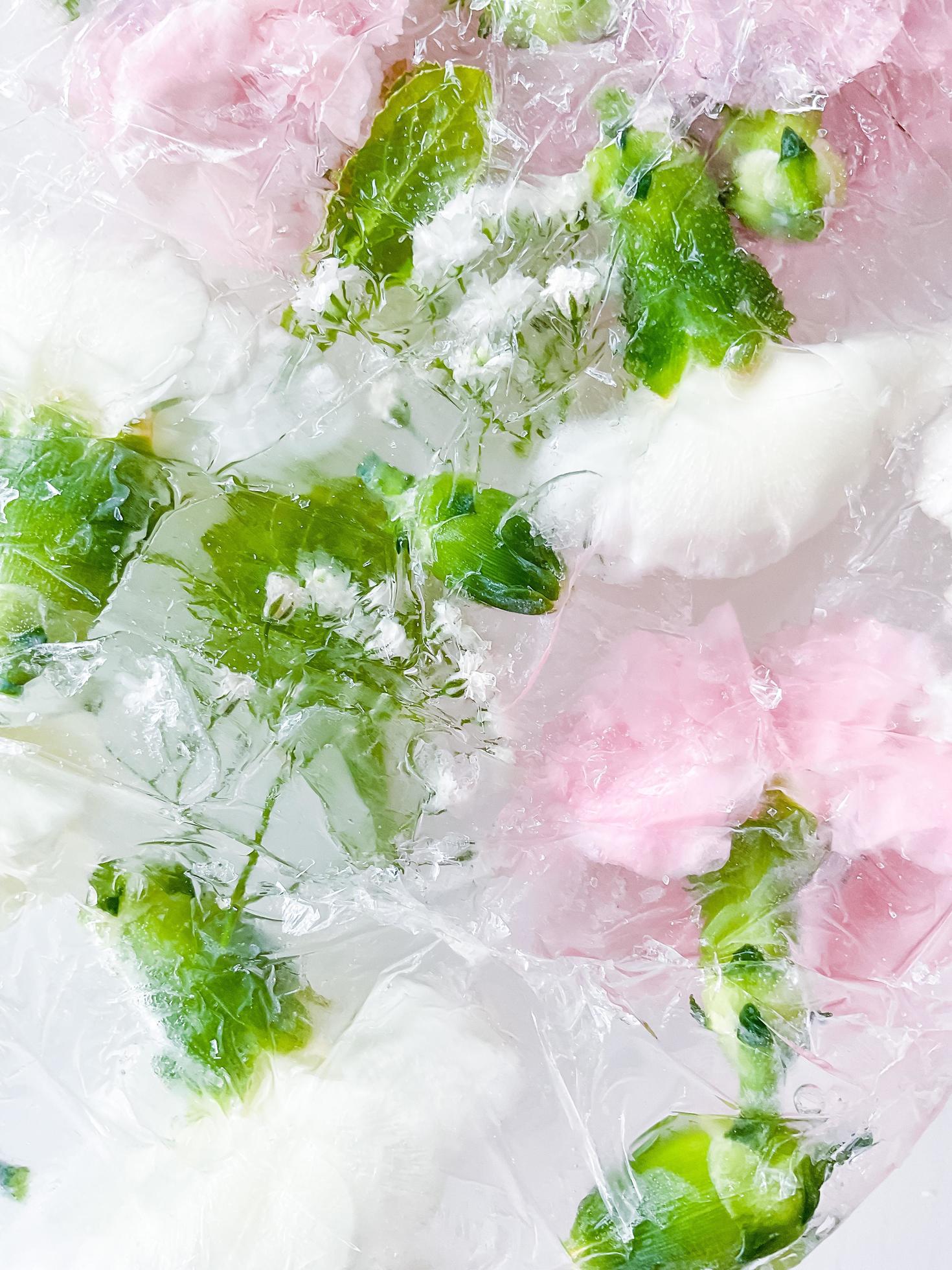 carnation, garden flowers frozen in ice. backgraund Stock Free