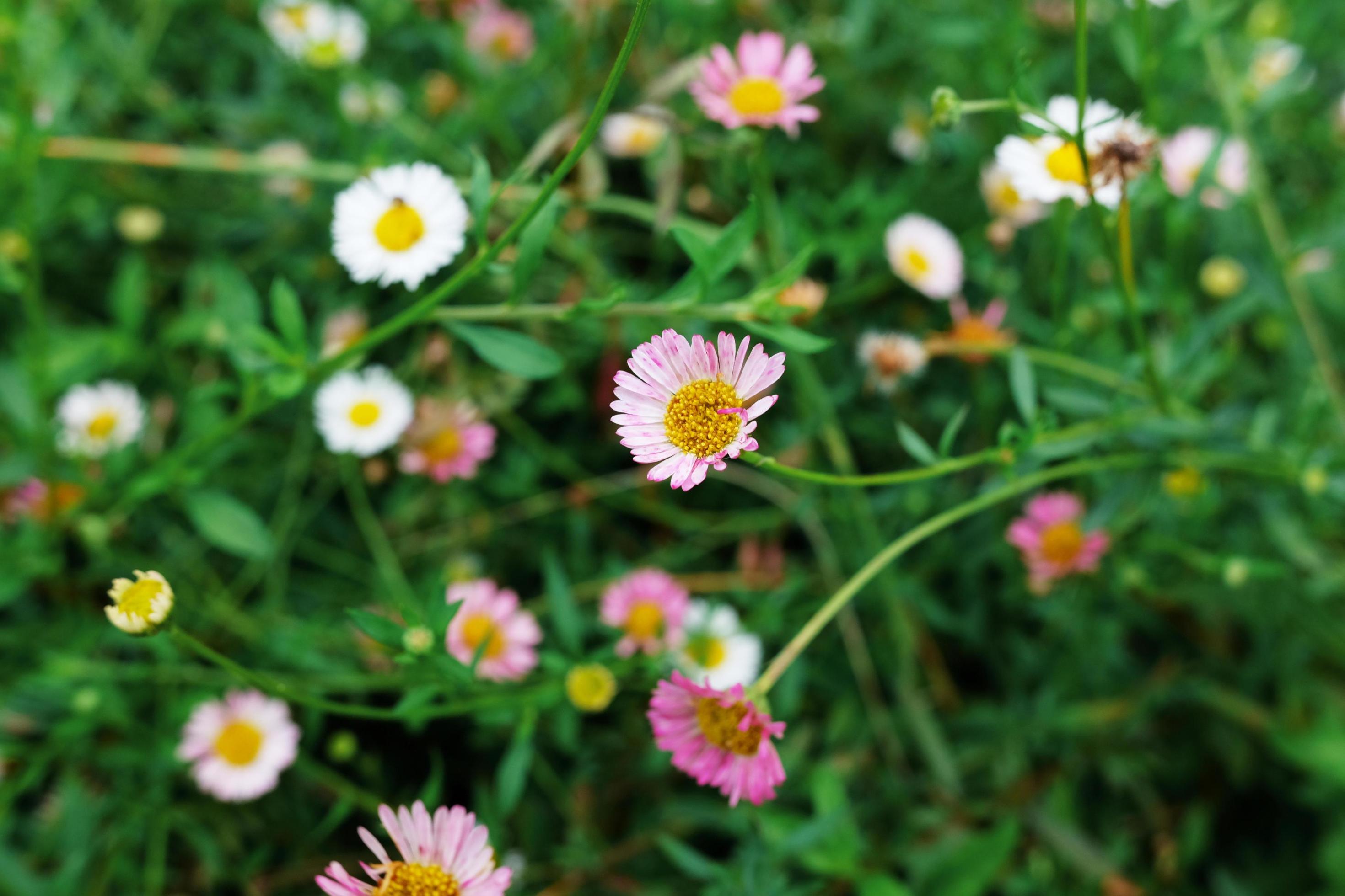 Blooming Chamomiles flowers in nature meadow. Flavonoids Medicine herb in Spring flora field. Stock Free