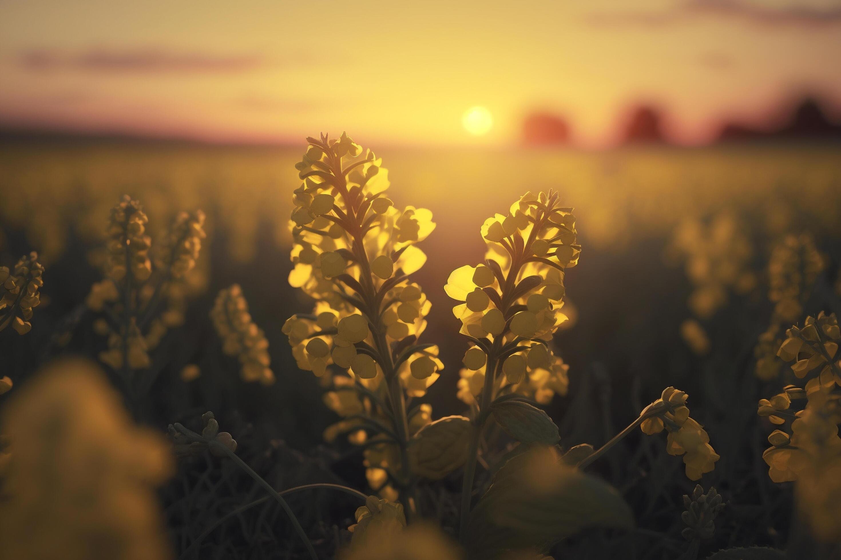 A field of yellow flowers with the sun setting in the background, Stock Free