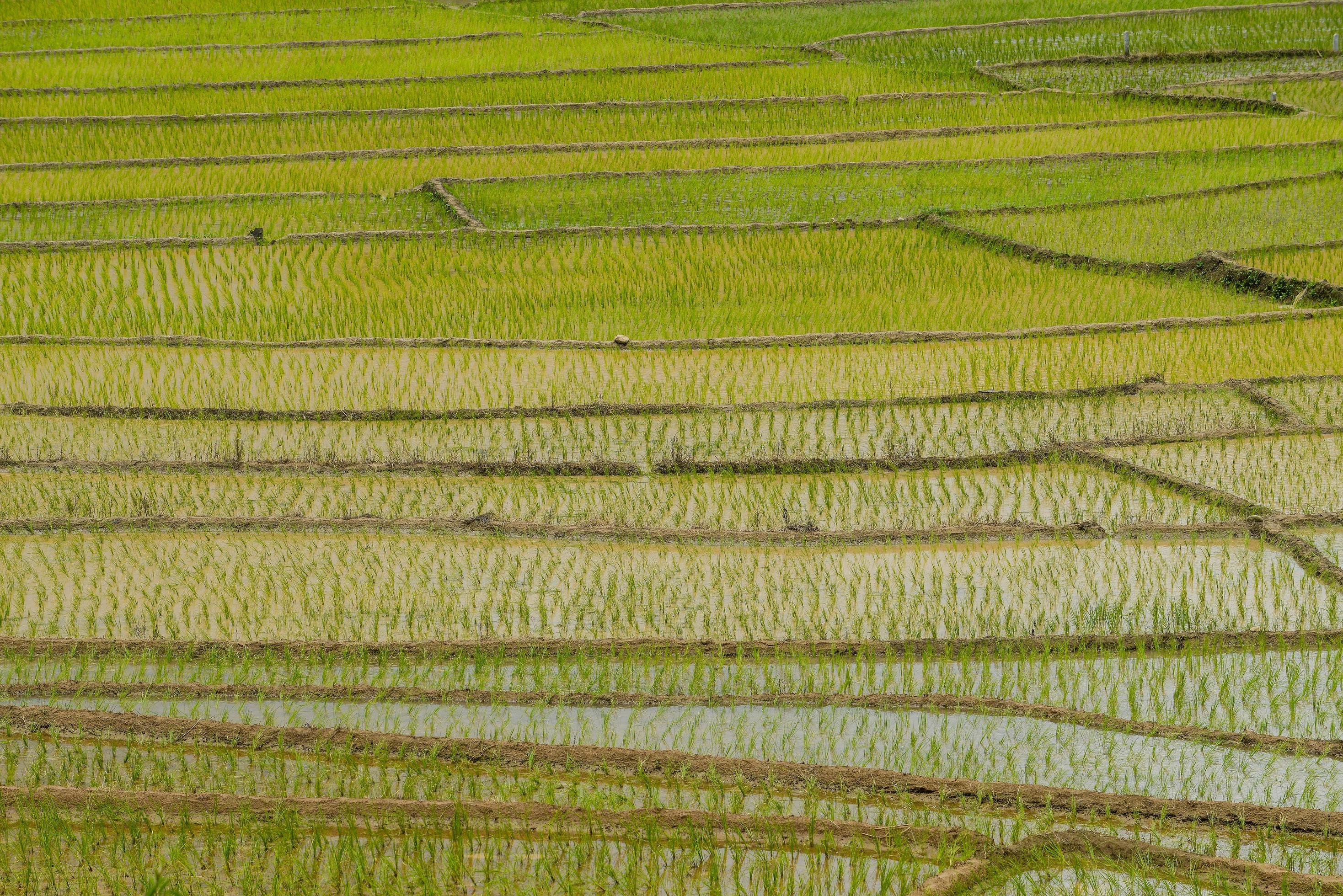 The texture of rice terraces in countryside of northern Thailand. Stock Free