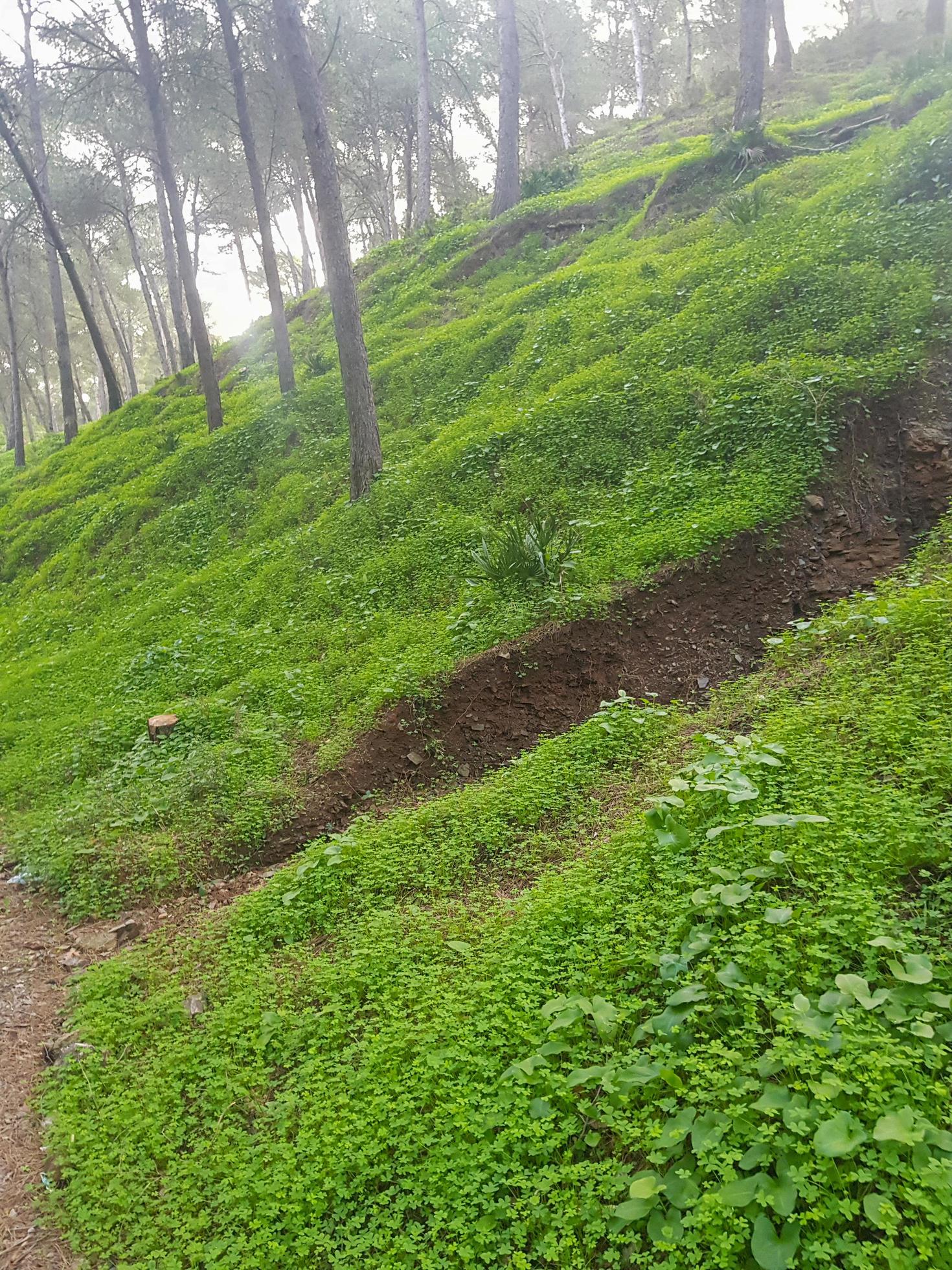 Hiking through the landscape of natural mountain grass and pine trees Stock Free