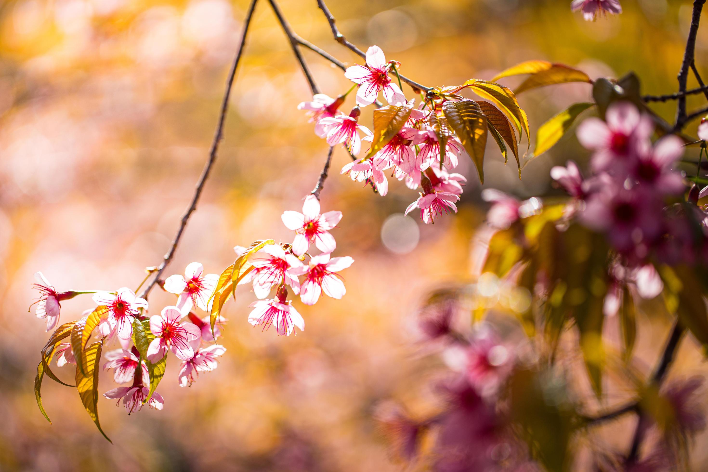 Close up sakura flower Stock Free