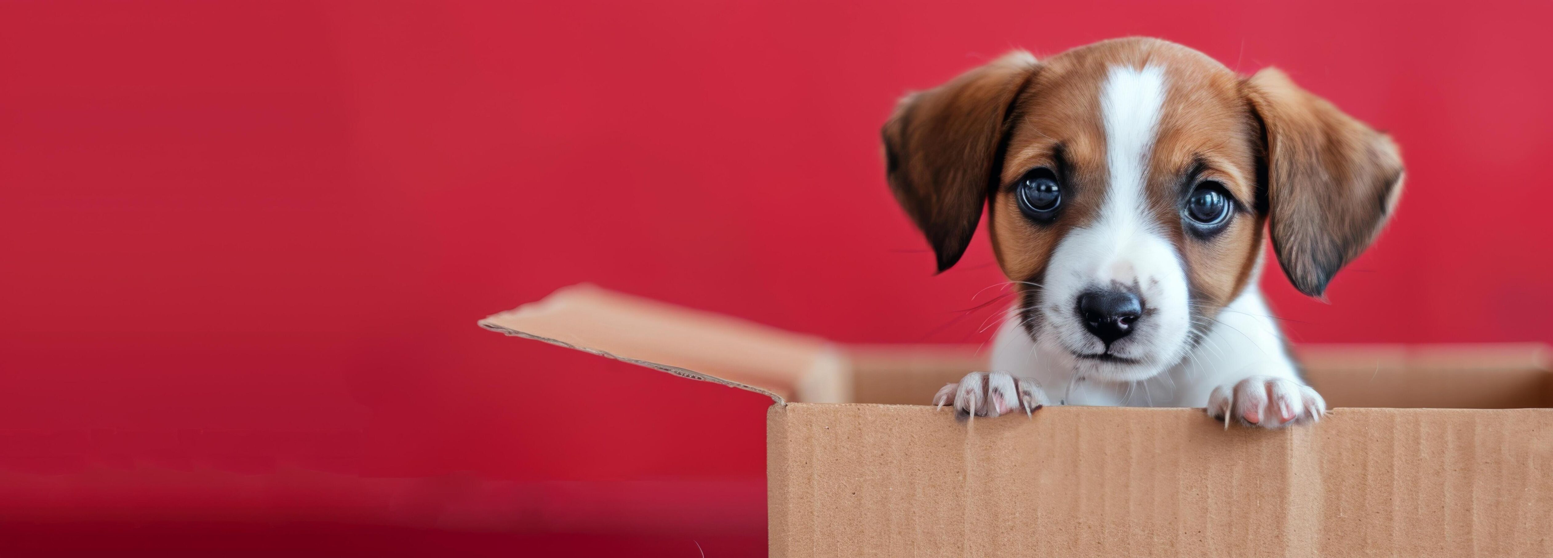 Cute Puppy Inside Cardboard Box Against Red Background Stock Free