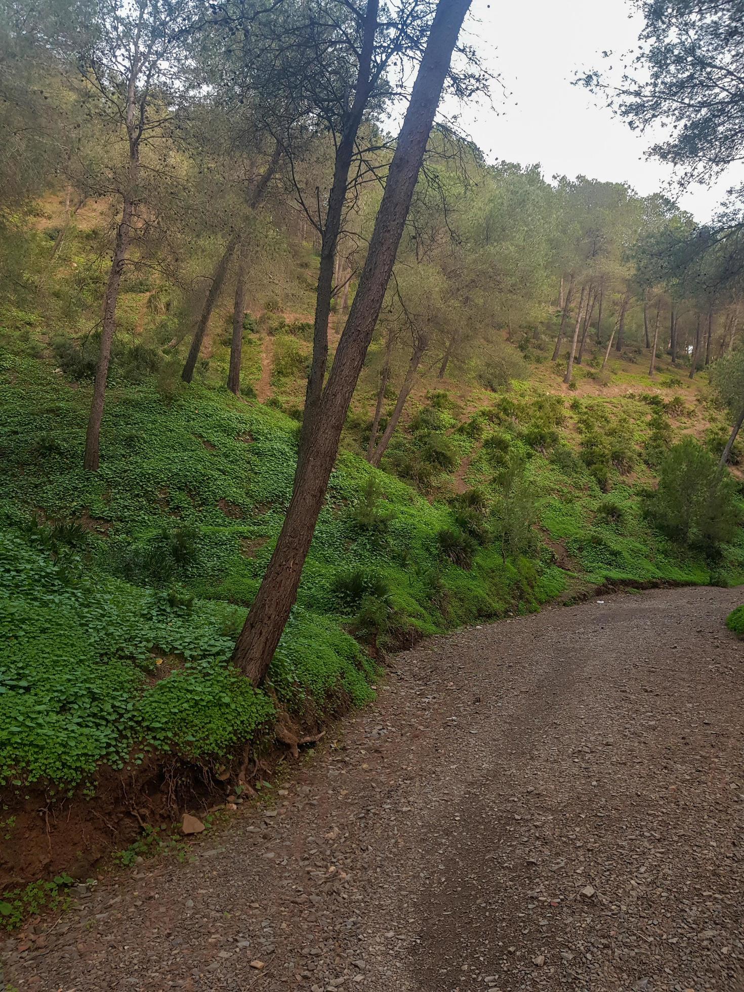 Explore the landscape of a natural mountain footpath among the pine trees Stock Free