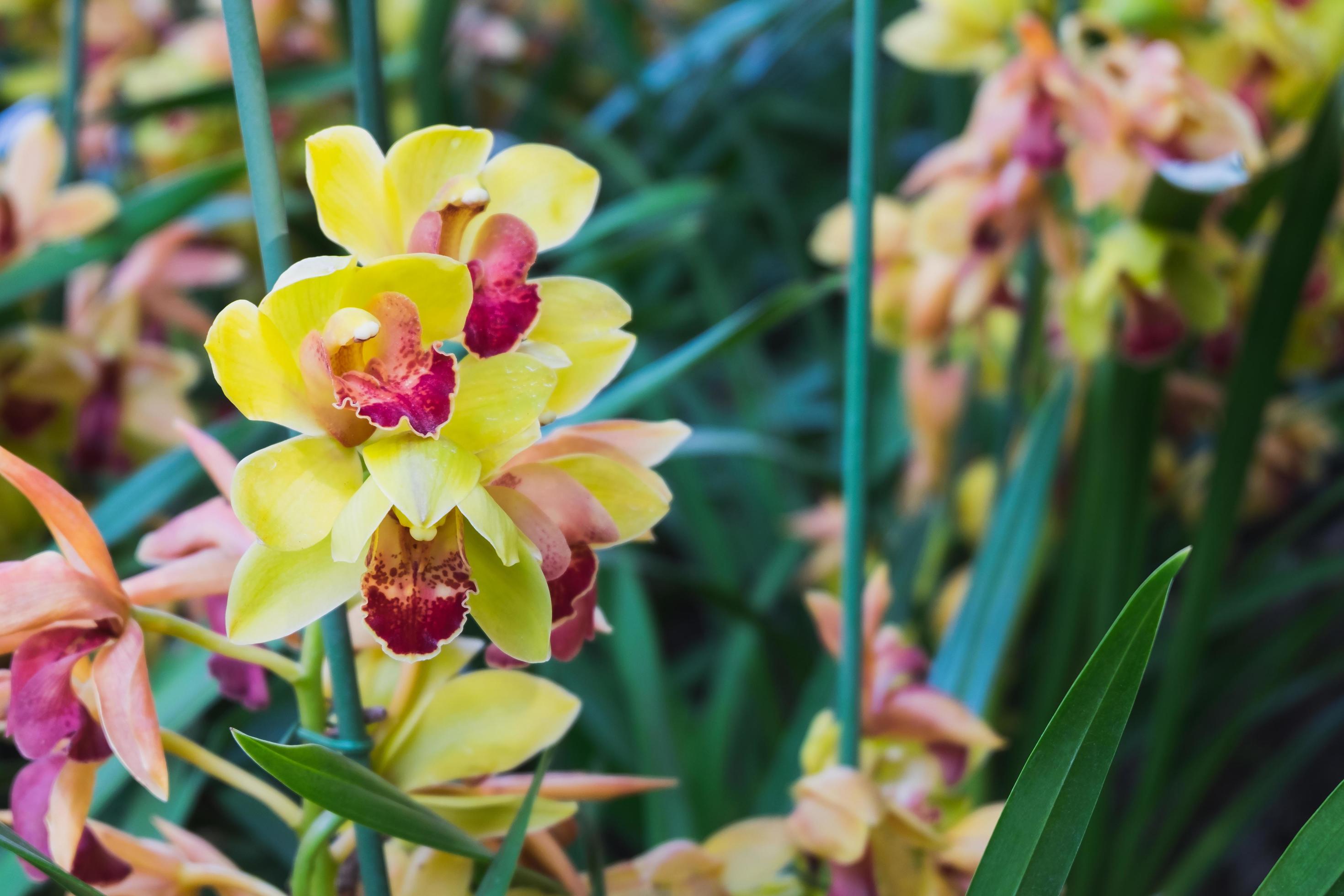 Orchid flower in tropical garden.Selective focus. Stock Free