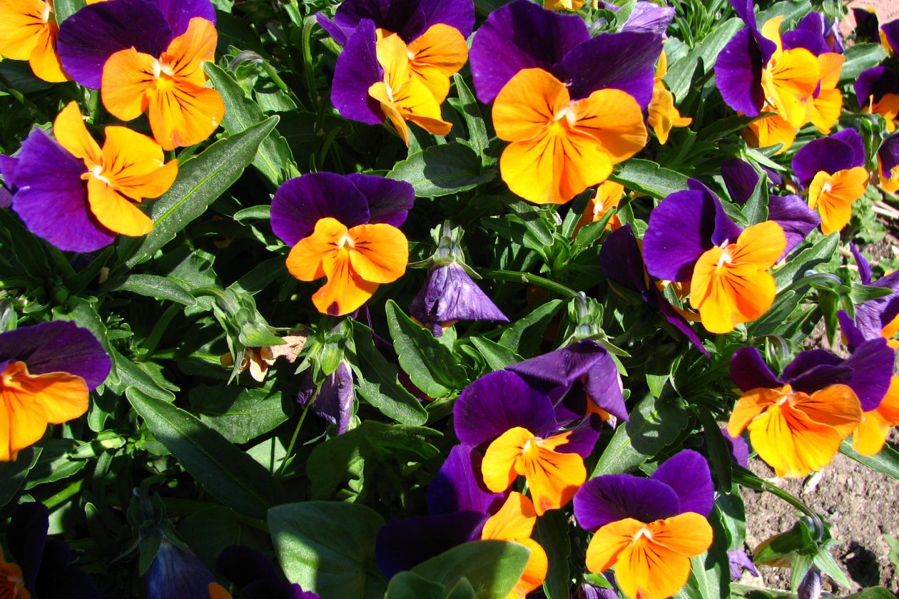 Orange and purple violas Stock Free