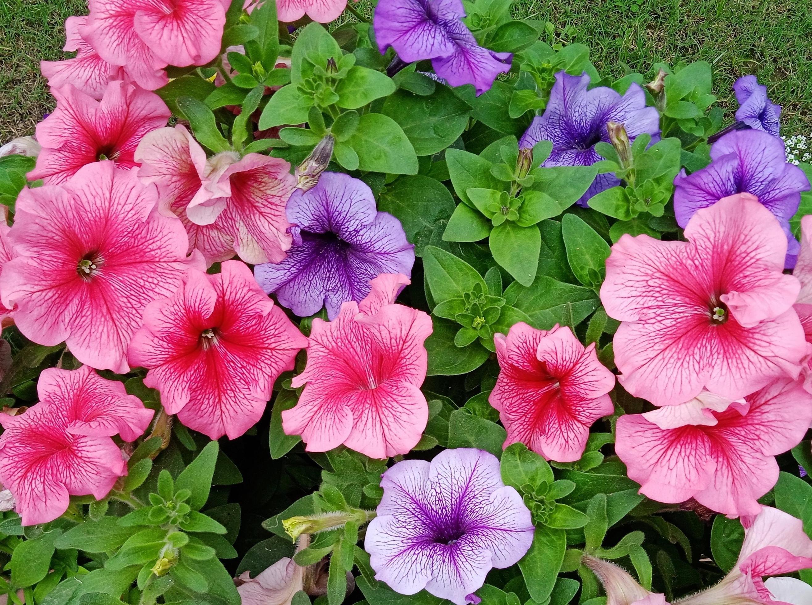 colourful petunia flower Stock Free