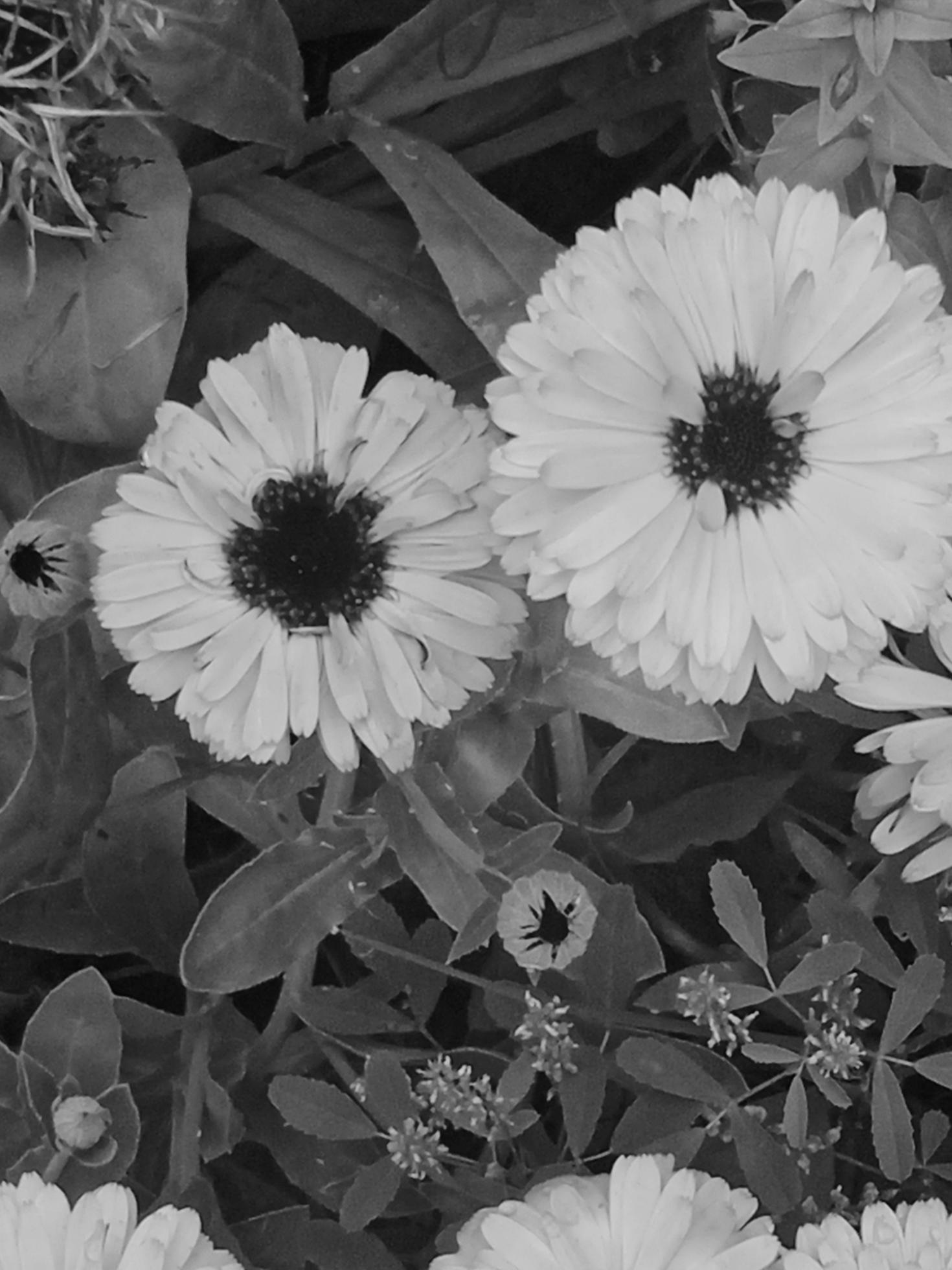 black and white flower Stock Free