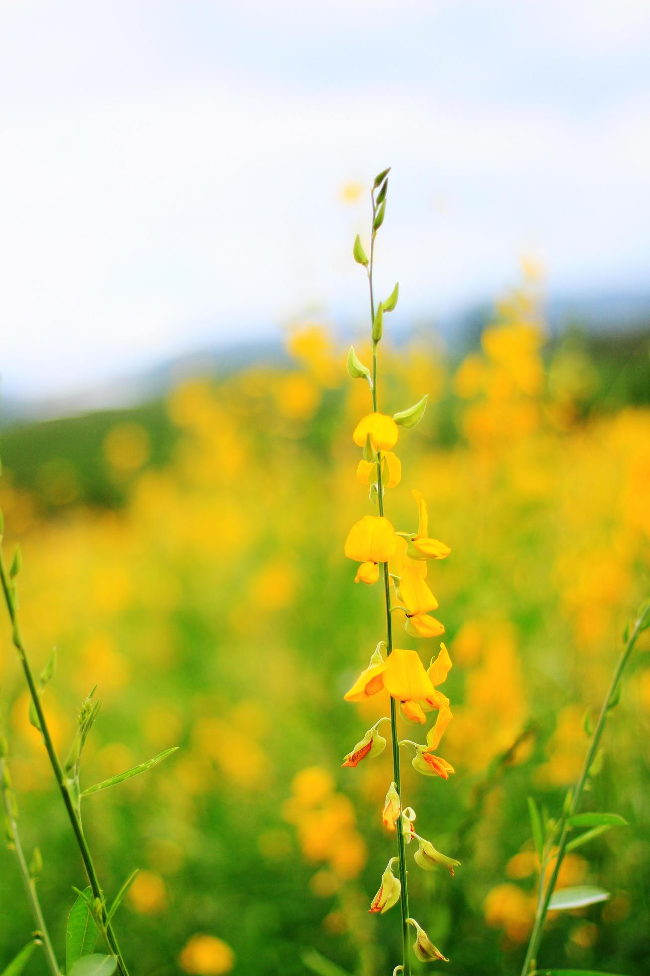 Beautiful yellow Sun hemp flowers or Crotalaria juncea farm in beautiful sunlight on the mountain in Thailand.A type of legume. Stock Free