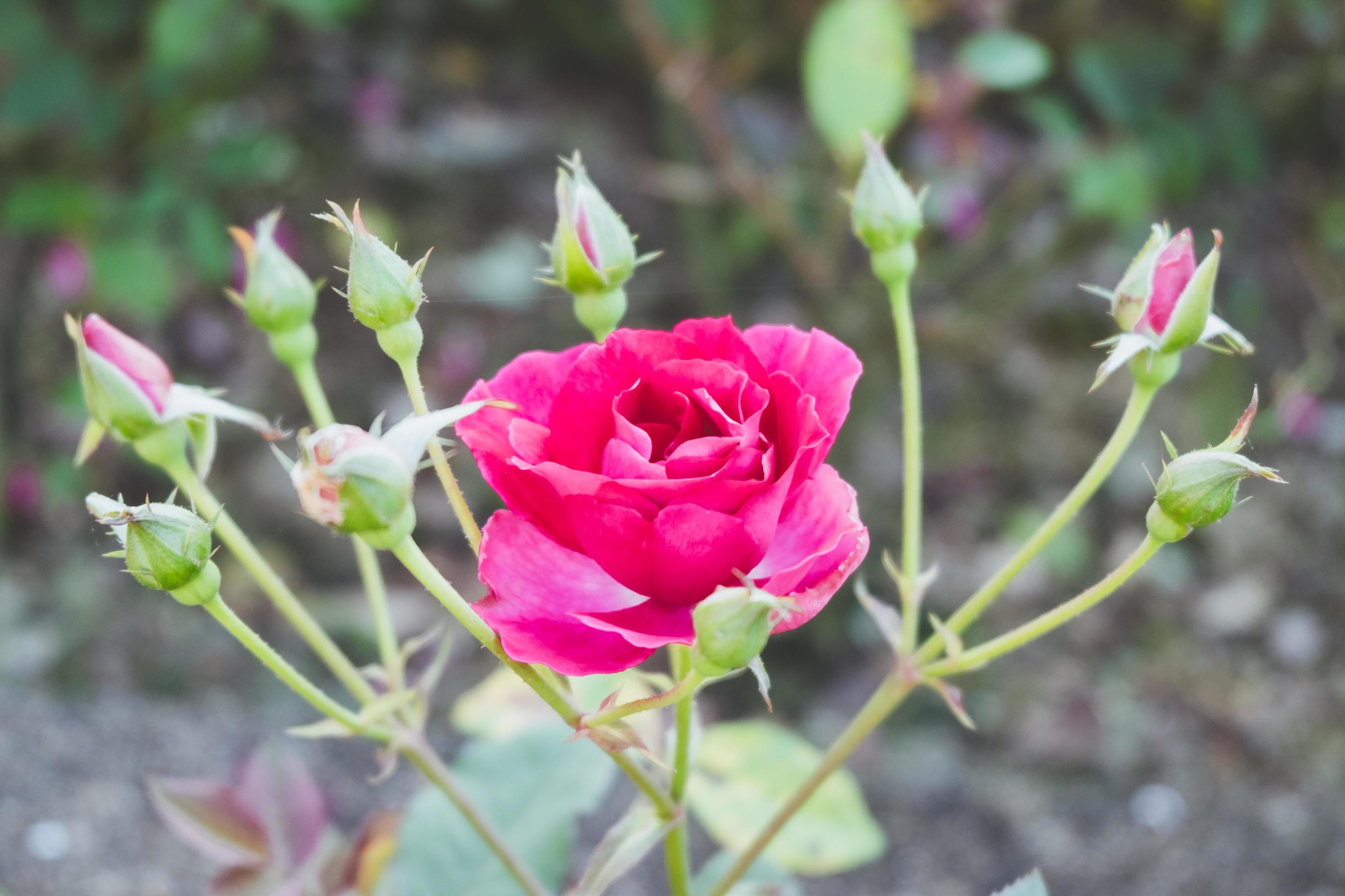 Red rose flower plant in a nature . Stock Free