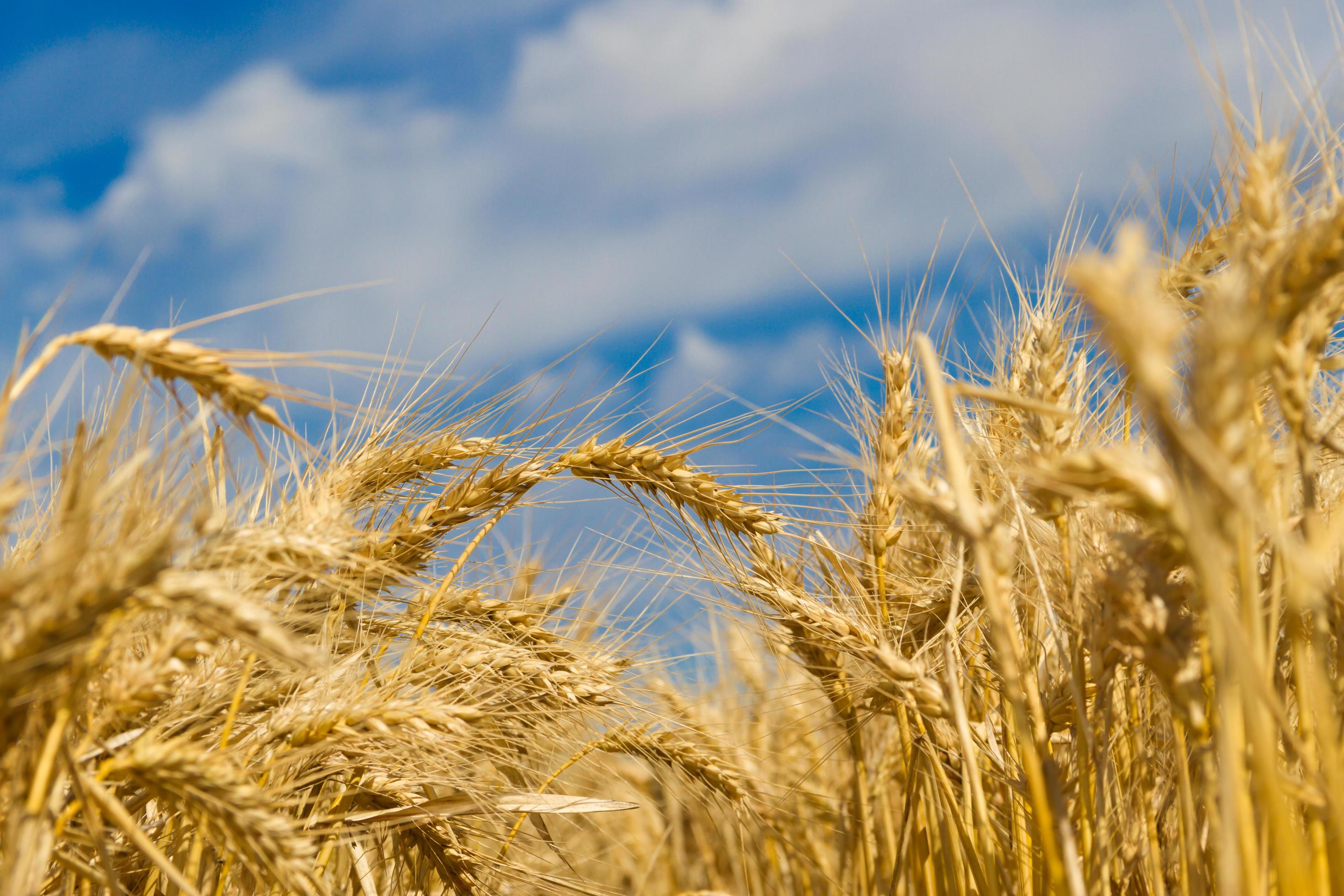 golden wheat by the sun in the field Stock Free