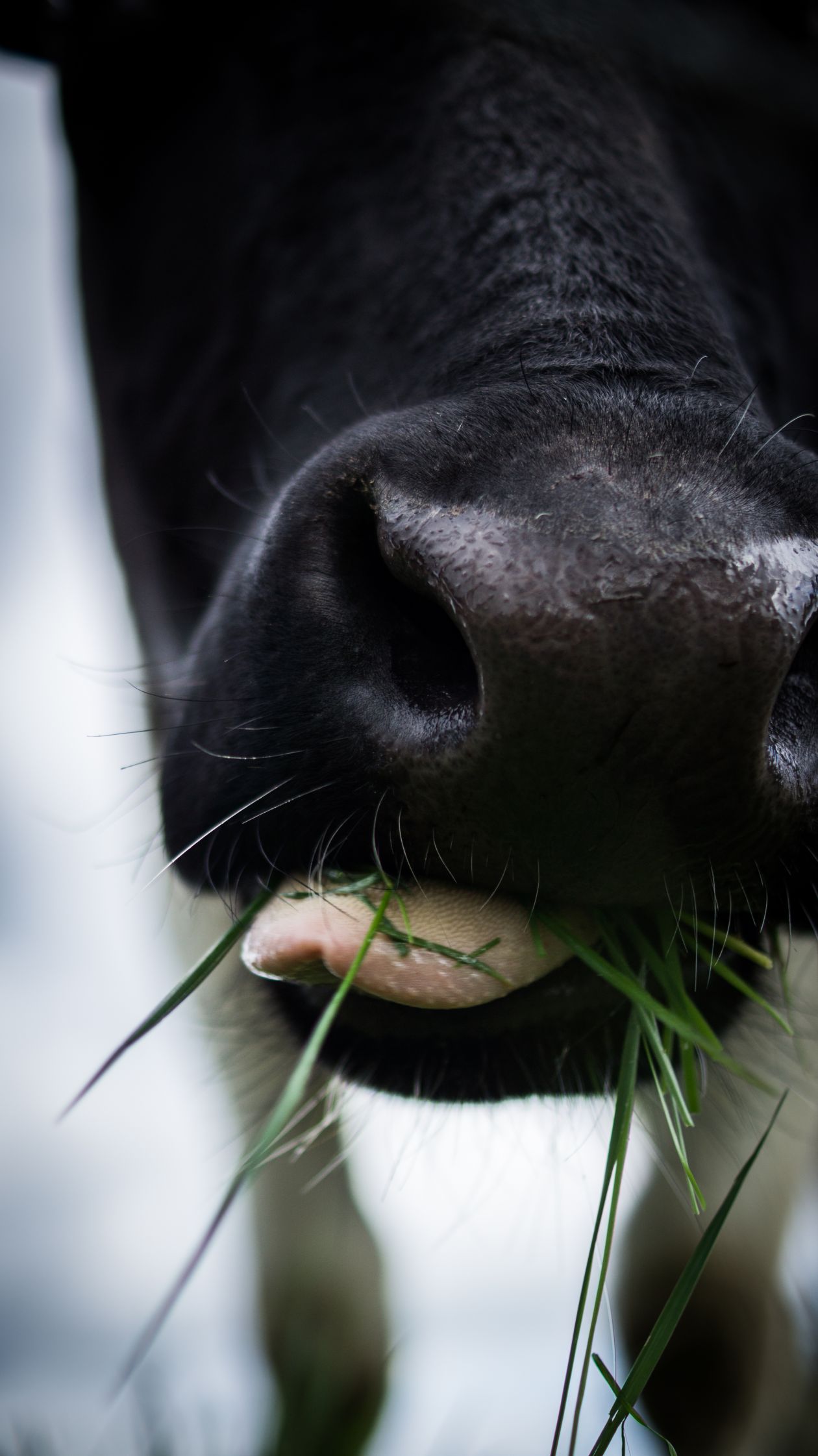 Close up cow Stock Free