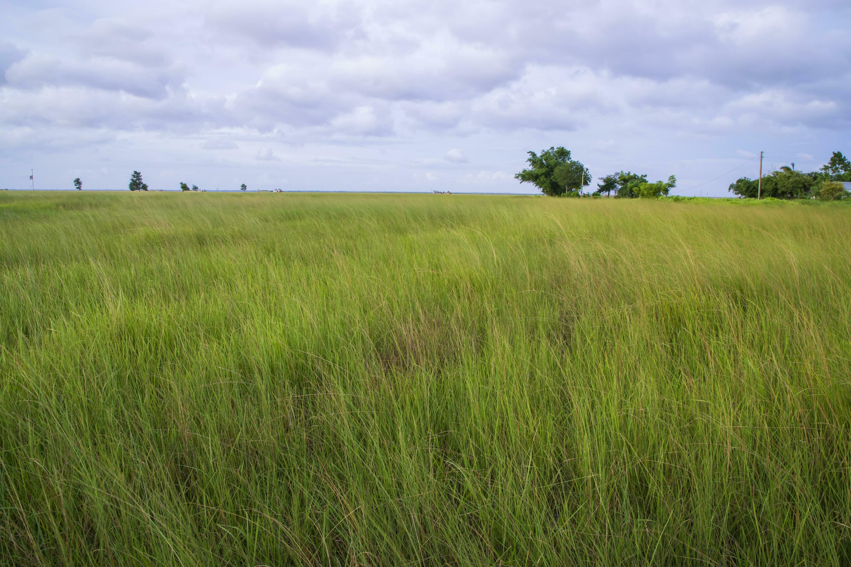 Natural Landscape view of green grass field with blue sky Stock Free