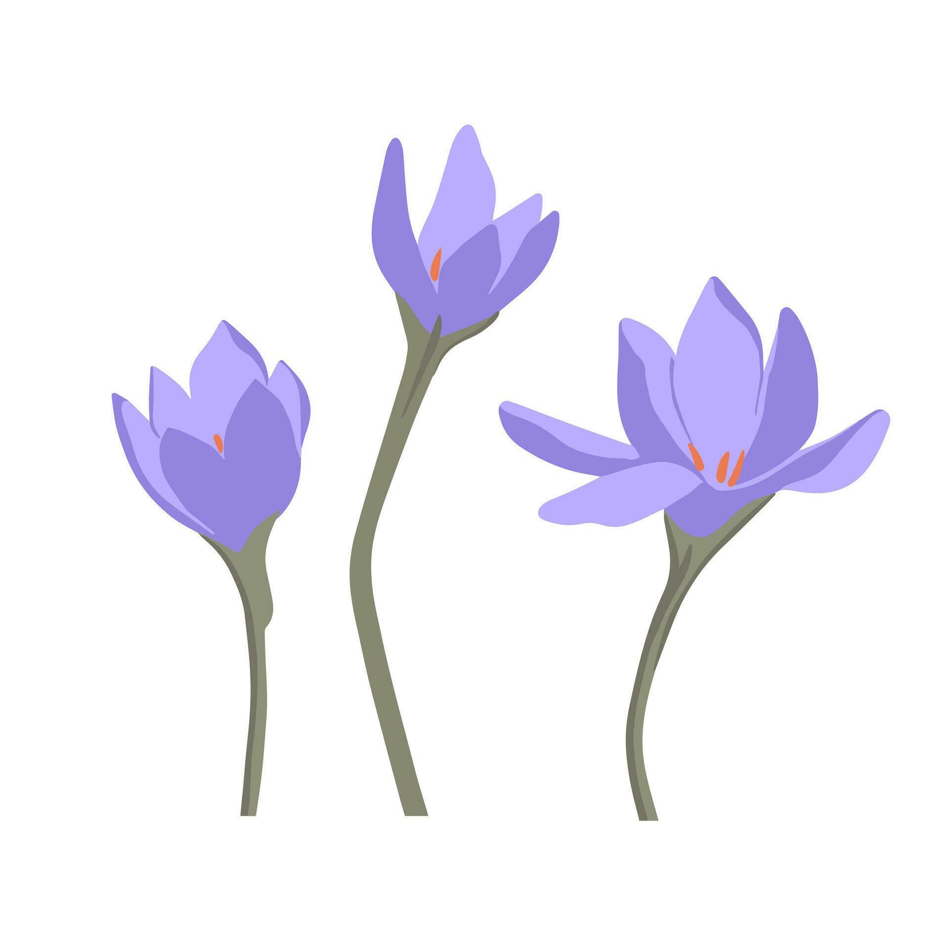 Modern botanical drawing of crocus flowers in flat simple style. Colored flat vector illustration of wildflower isolated on white background Stock Free