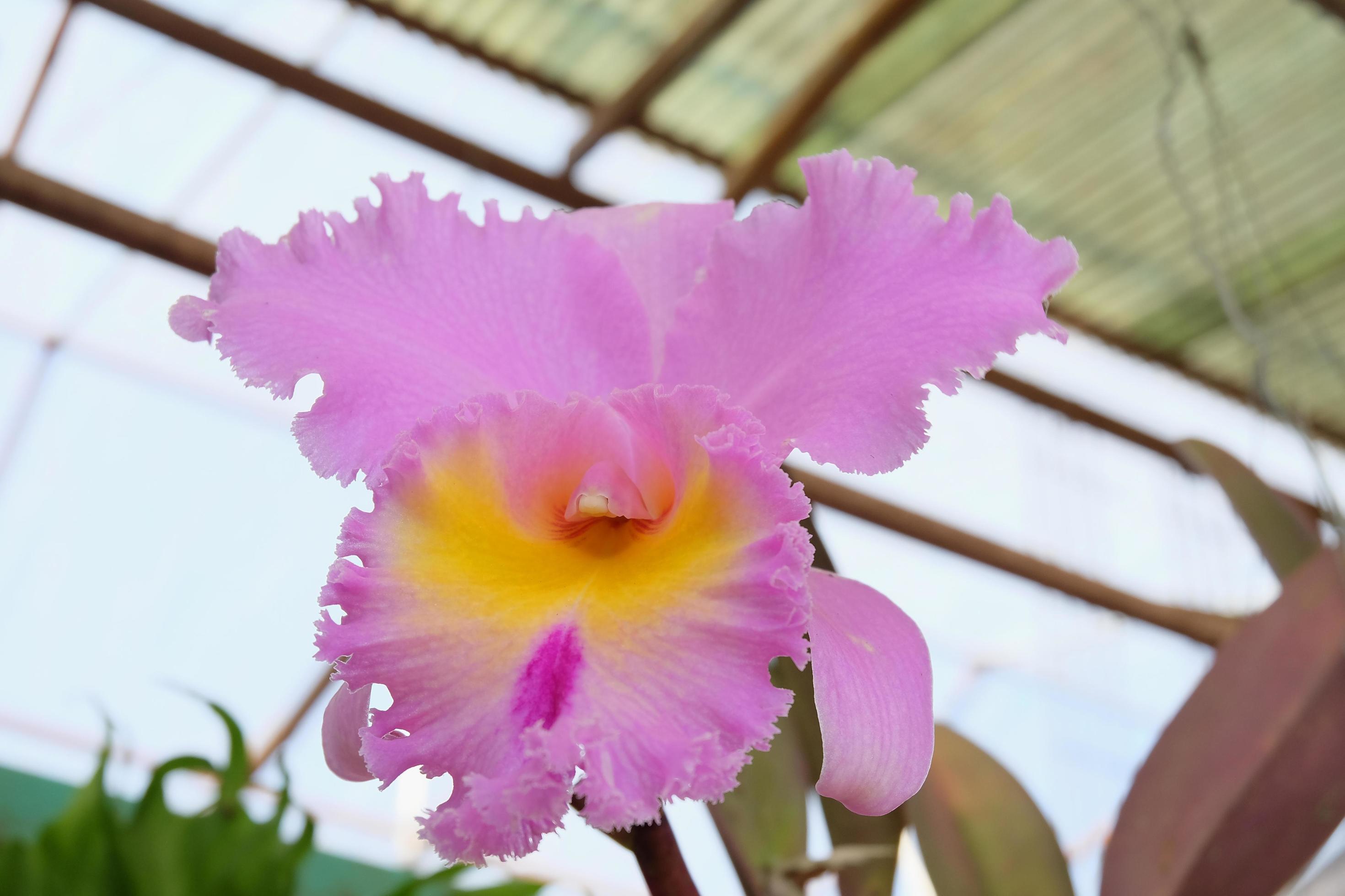 Big pink orchid flower at garden . Stock Free