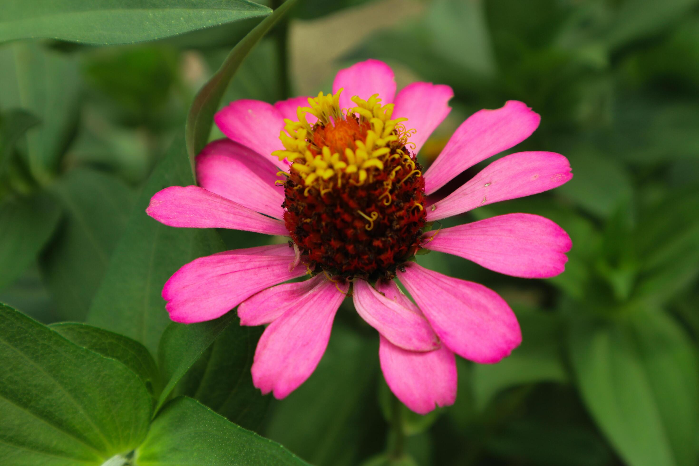 Pink Flower of Peruvian Zinnia , Wild Zinnia Plant or Zinnia Peruviana, Member of the Asteraceae Family Stock Free