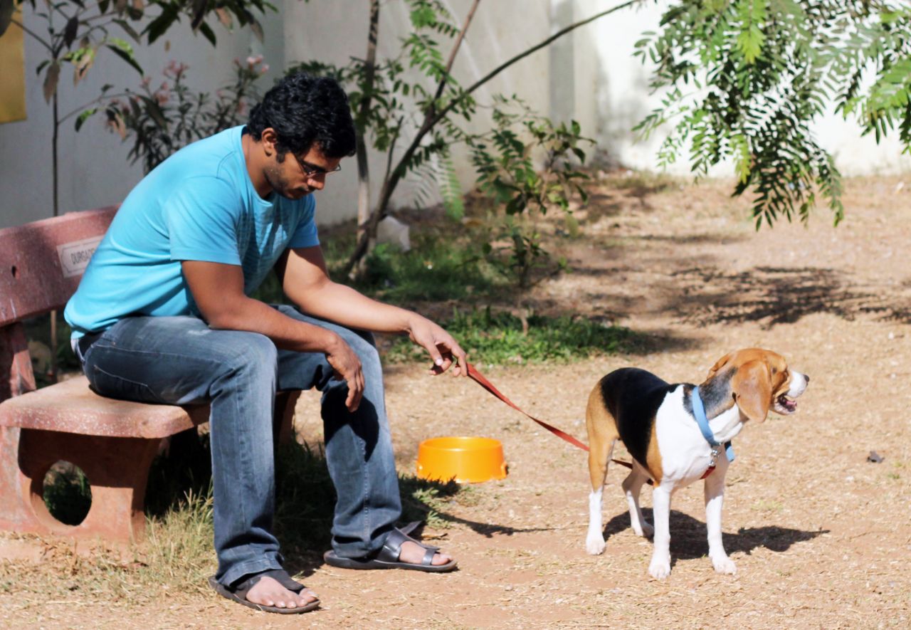 Beagle With Owner Stock Free