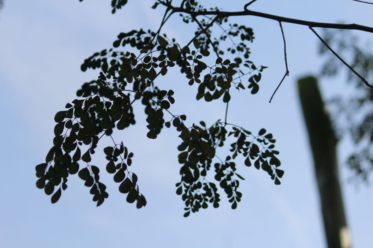 Tree Leaves Sky Stock Free