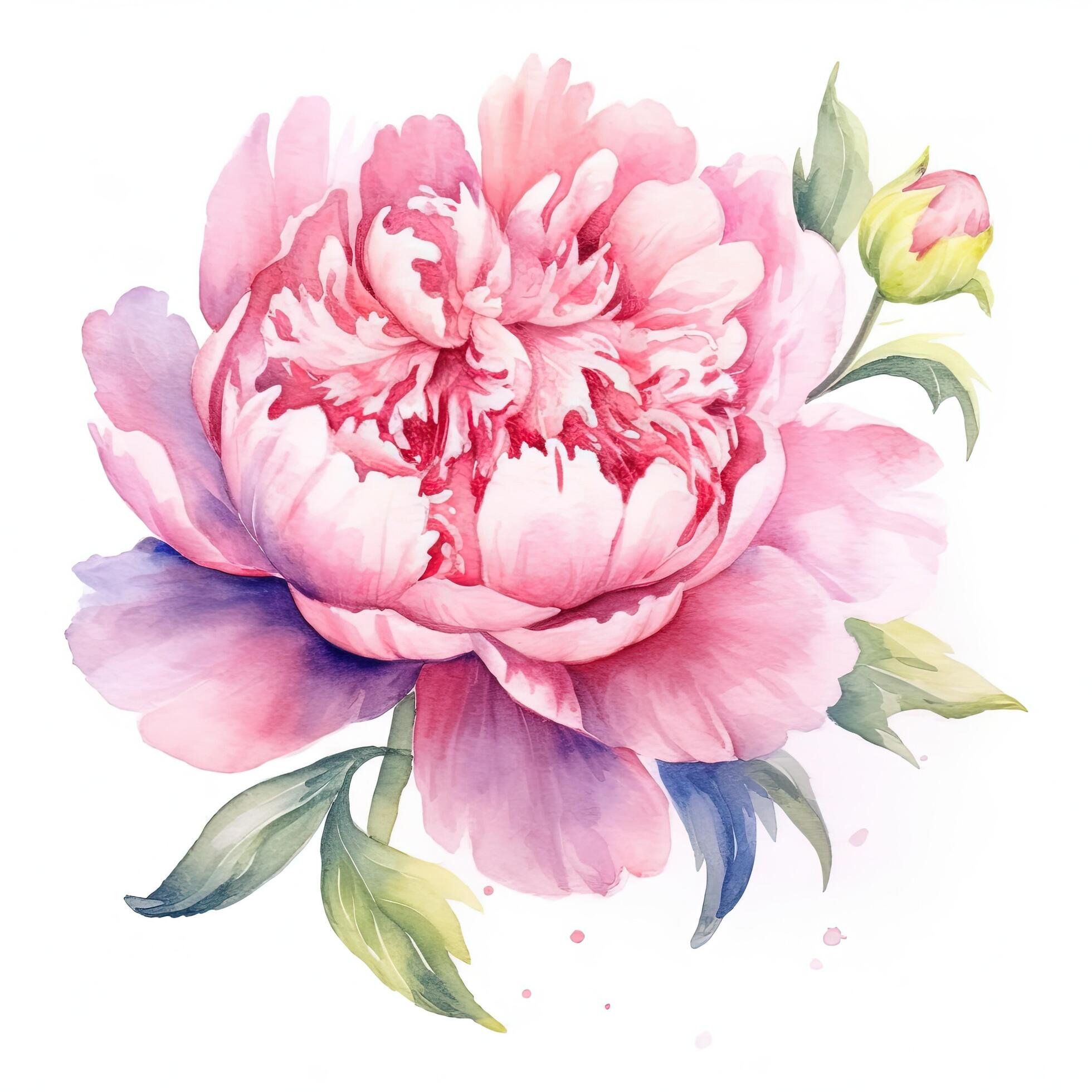 Watercolor beautiful peony flower. Illustration Stock Free