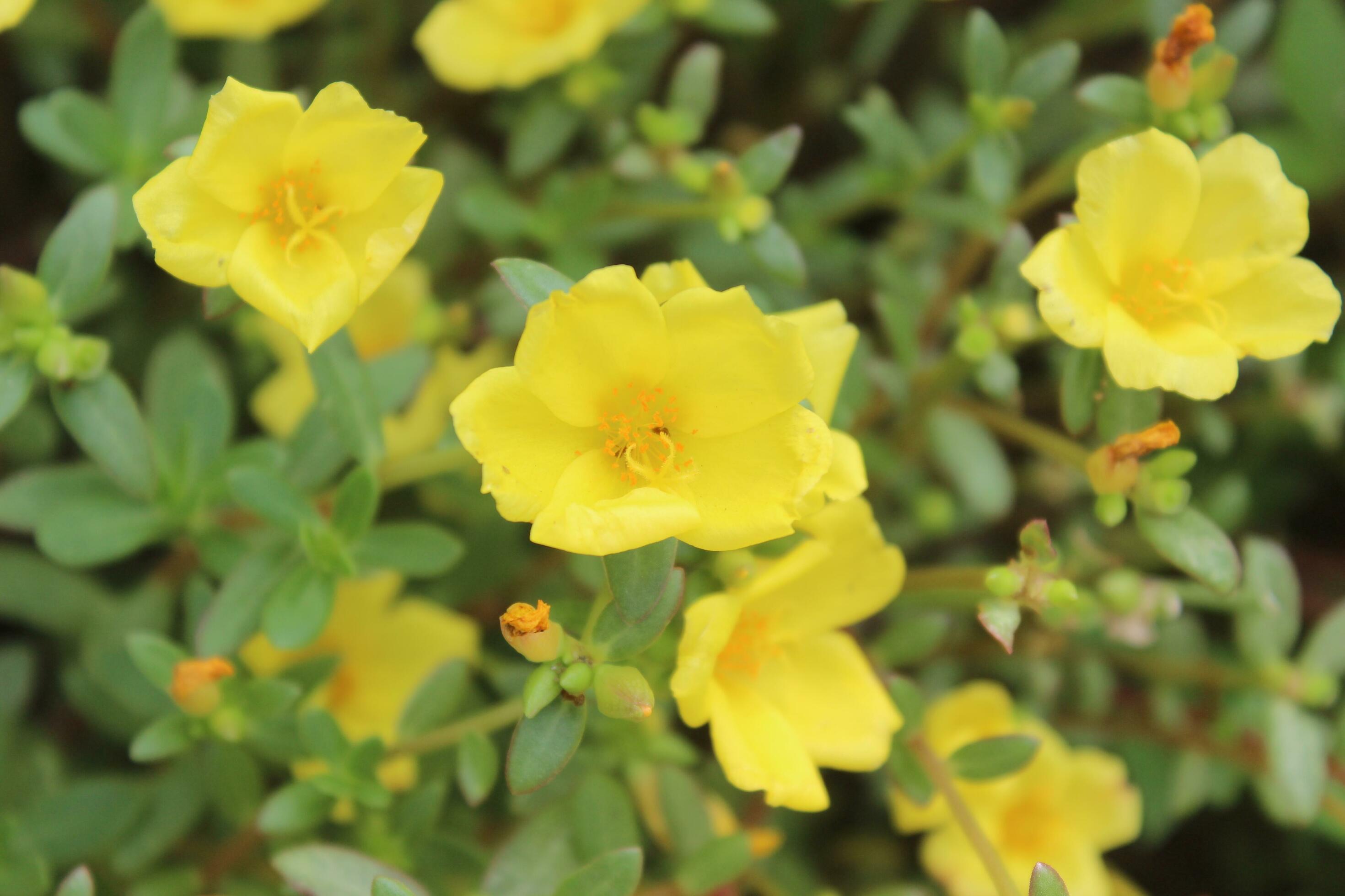 Portulaca oleracea common purslane, also known as verdolaga, red root, or pursley is an annual succulent in the family Portulacaceae. Stock Free