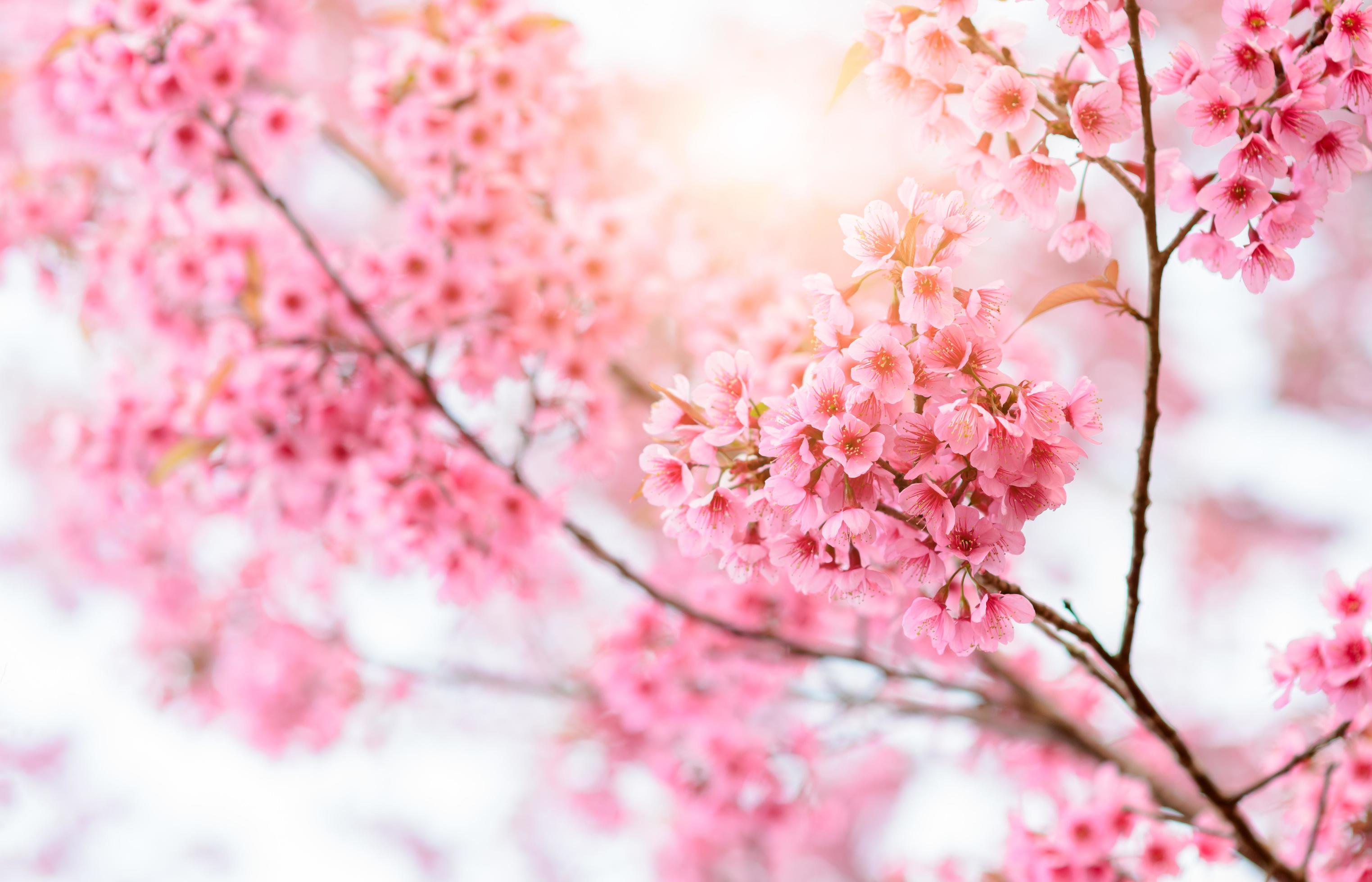 Beautiful Wild Himalayan Cherry Blossom in Phu Lom Lo Stock Free