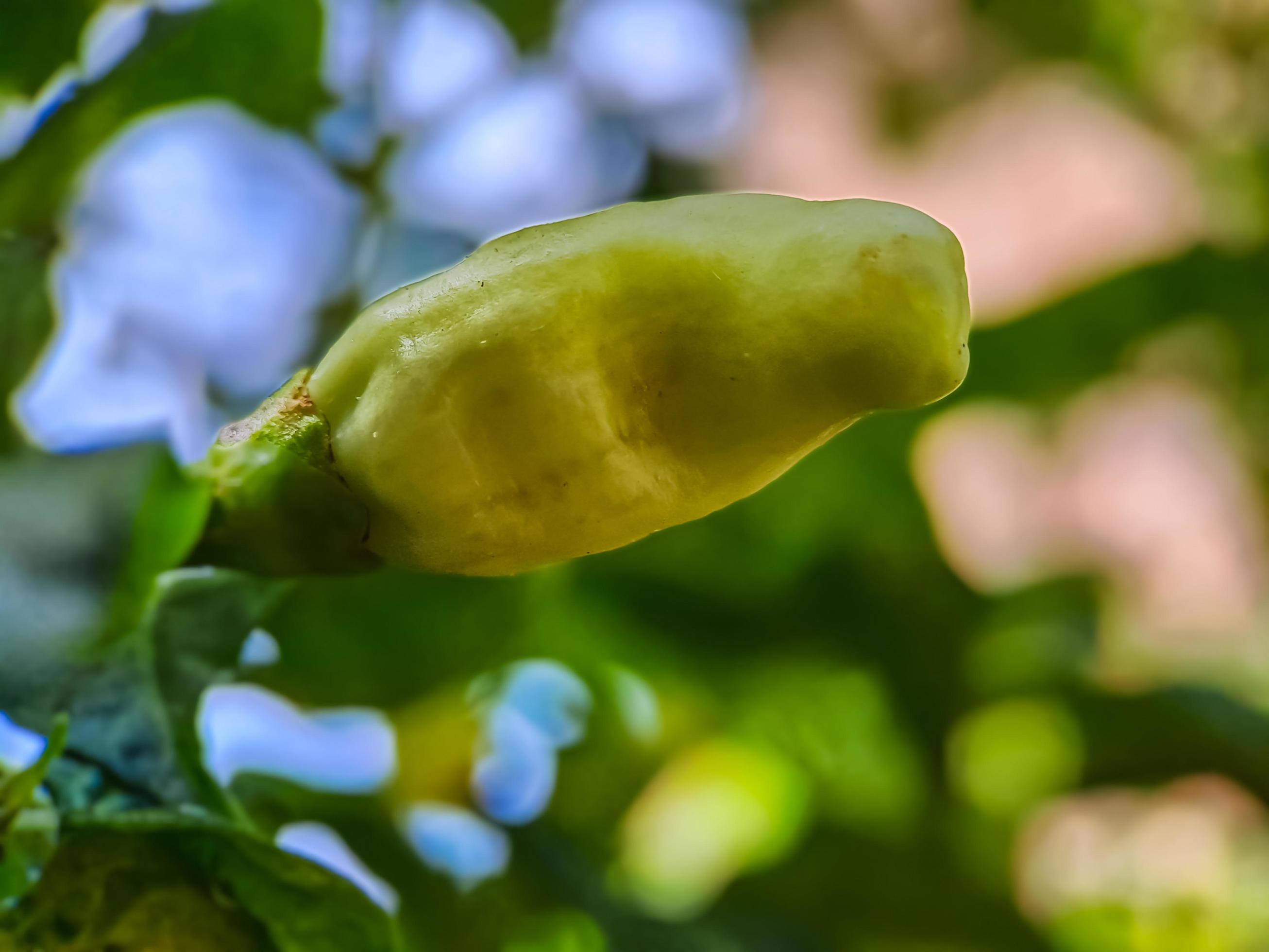 Little red cayenne pepper on organic garden farm. plants that are food and plants Stock Free