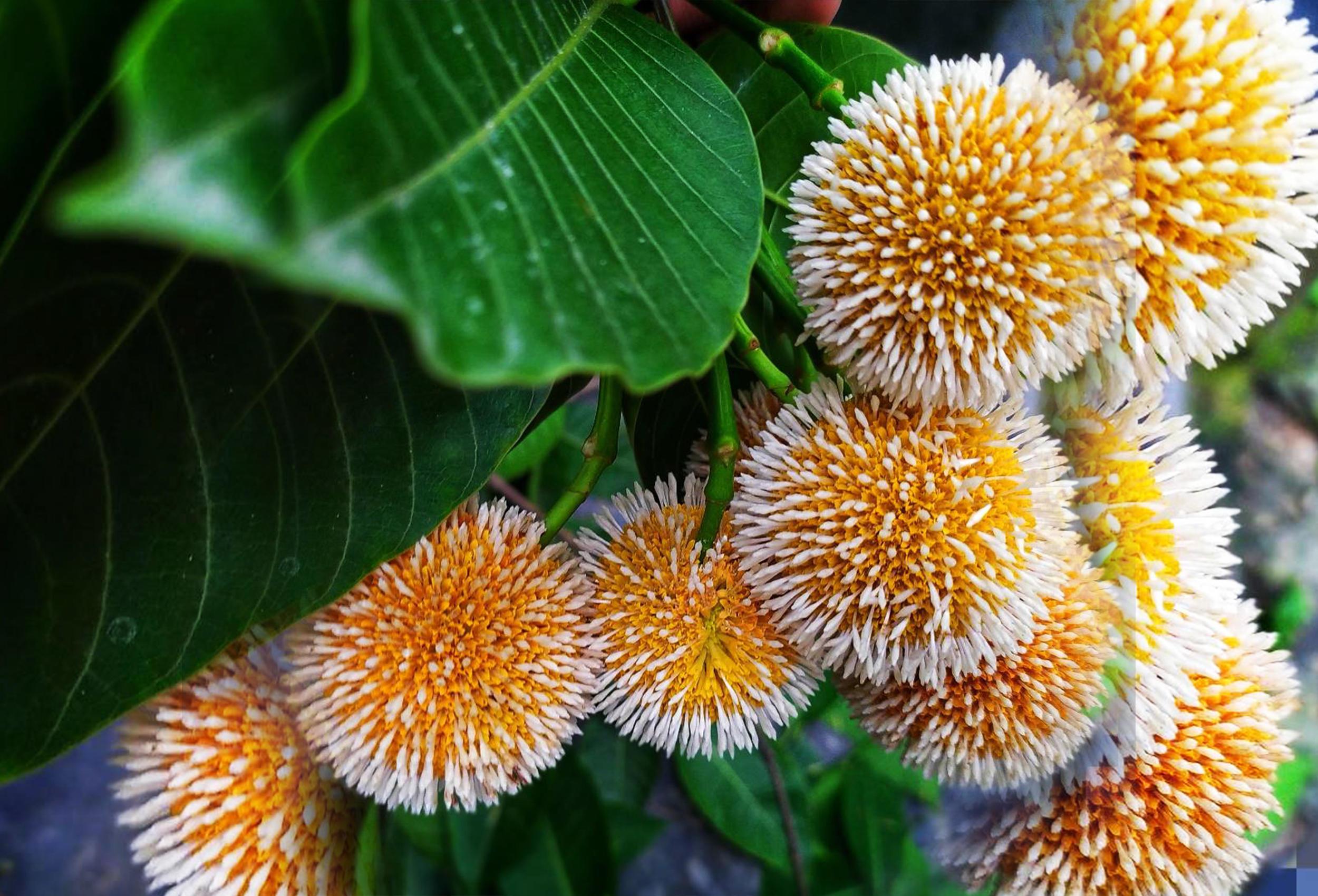 Neolamarckia cadamba. Kadam or Kadambo flowers is a rainy season flower in Bangladesh.White and yellow Mixed color flower. Stock Free